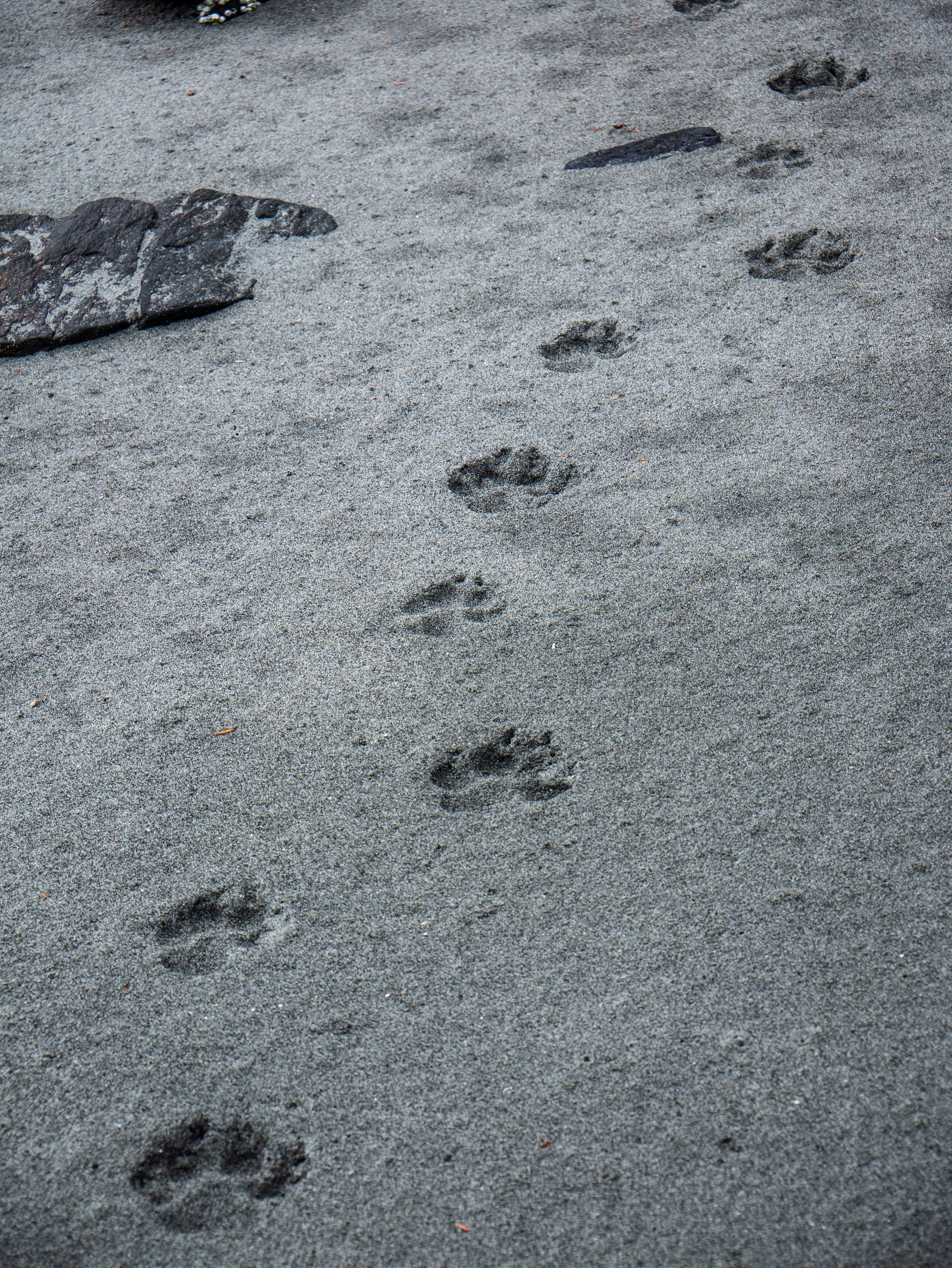 Grizzly Prints.jpg