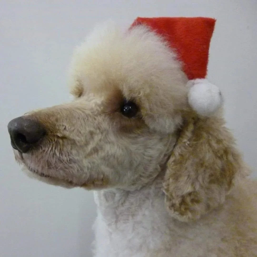 Dogs &amp; Christmas