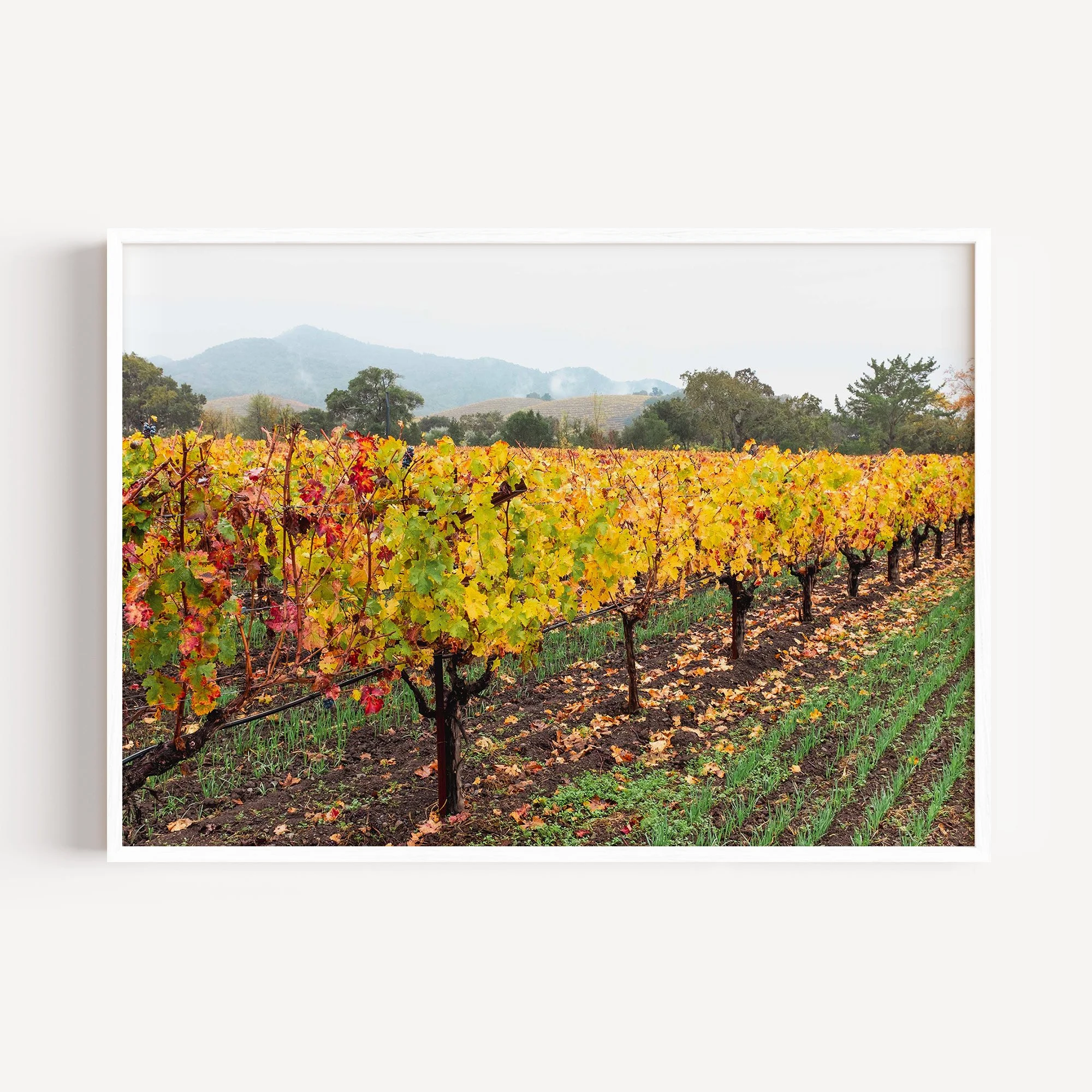 vineyard landscape wall art for sale, napa valley print, farmhouse decor, wine gift, napa valley photography