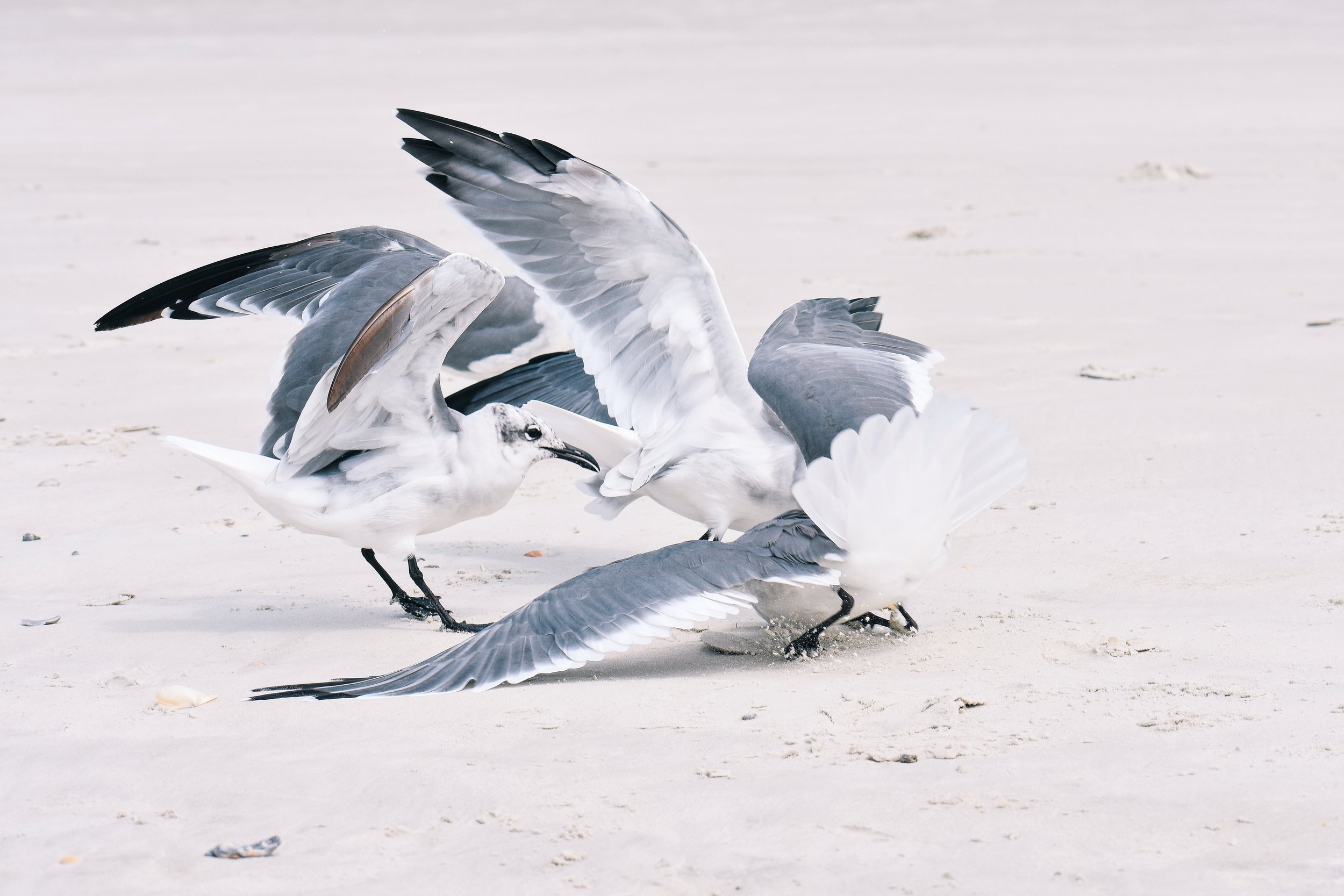 DSC_4727-1.jpg