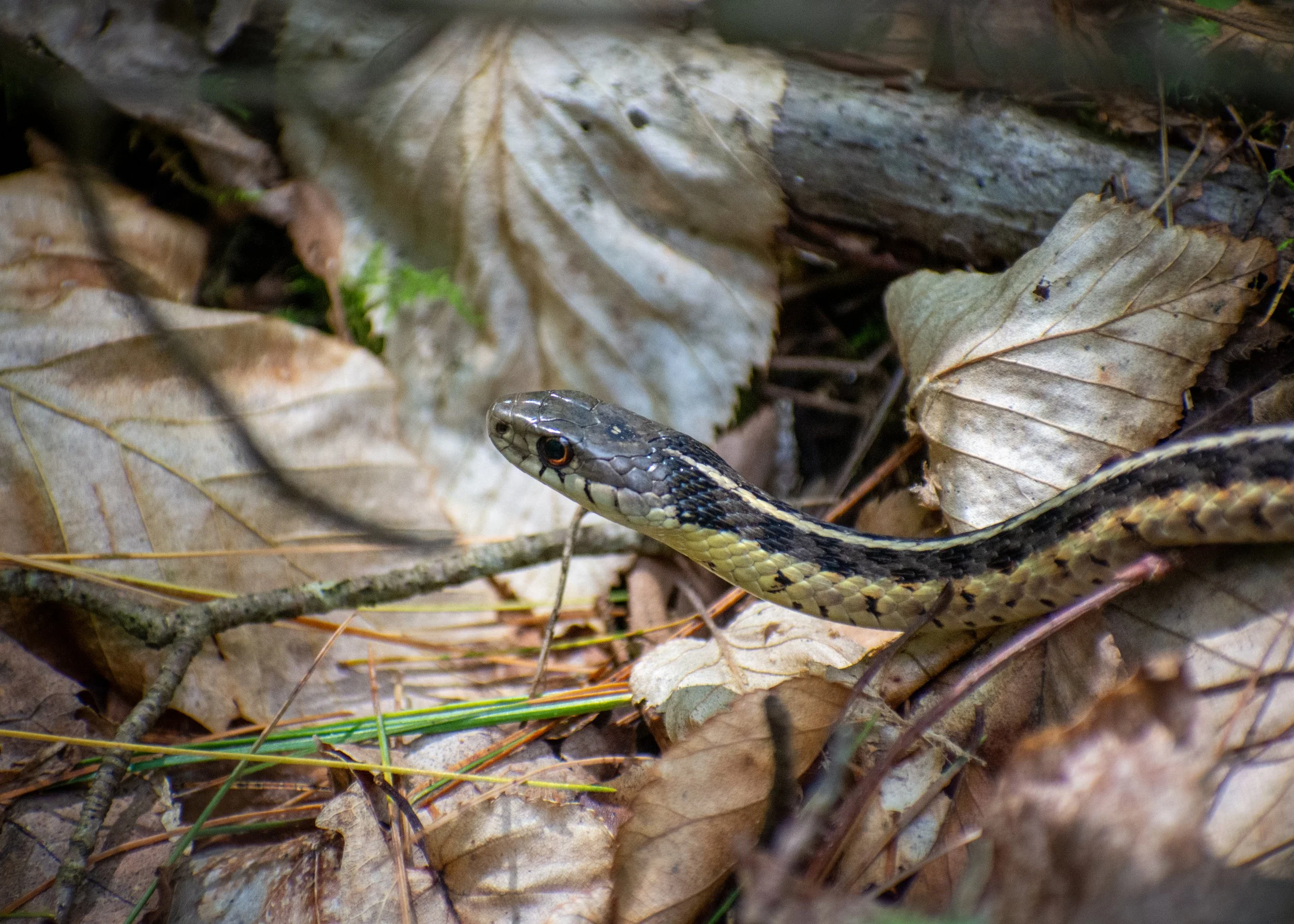 Garder Snake.jpg