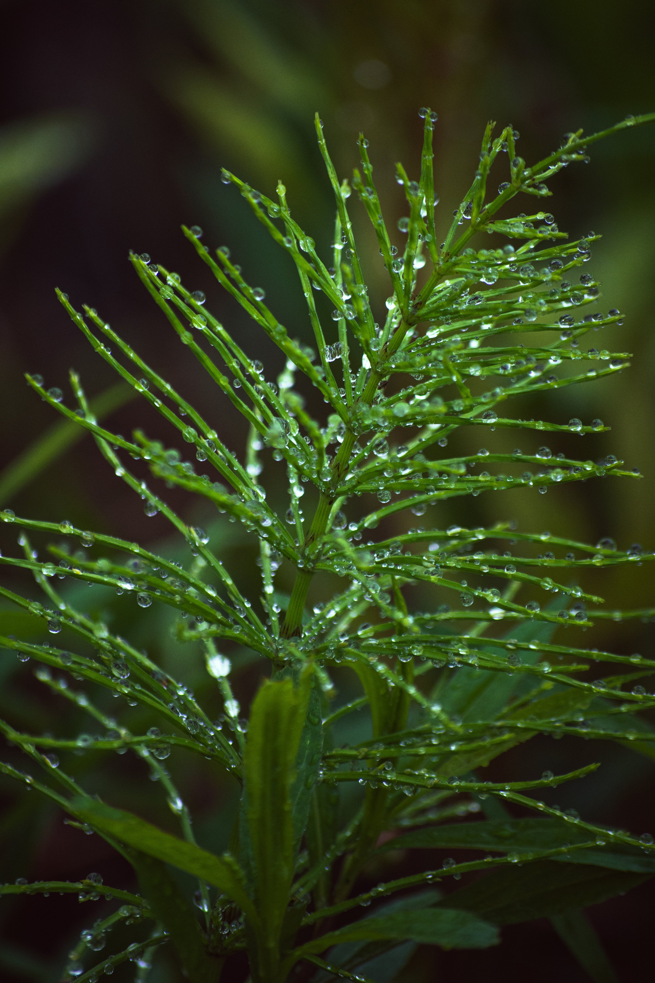 Dewdrops1.jpg