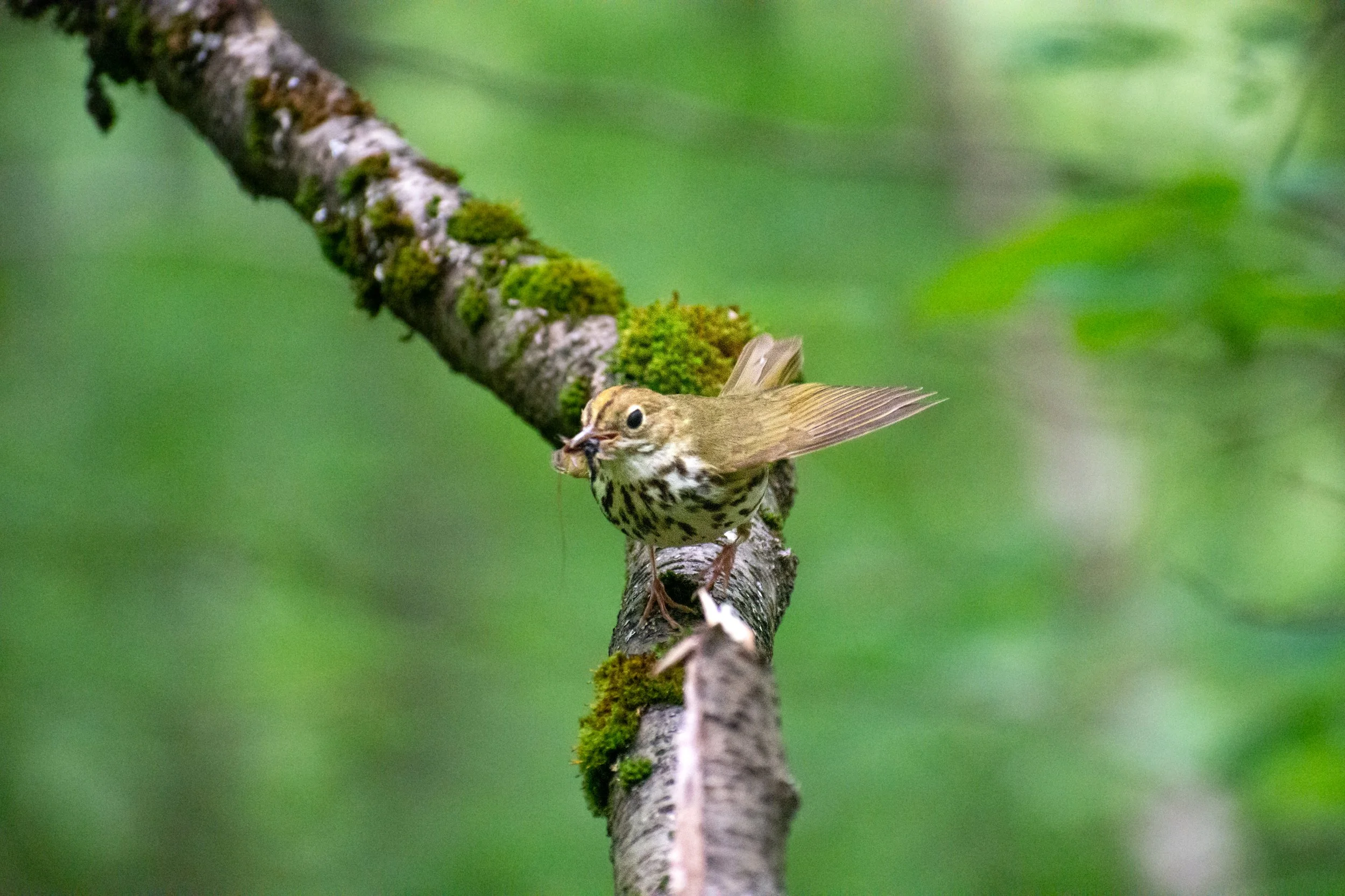 Ovenbird Wood Thrush2.jpg