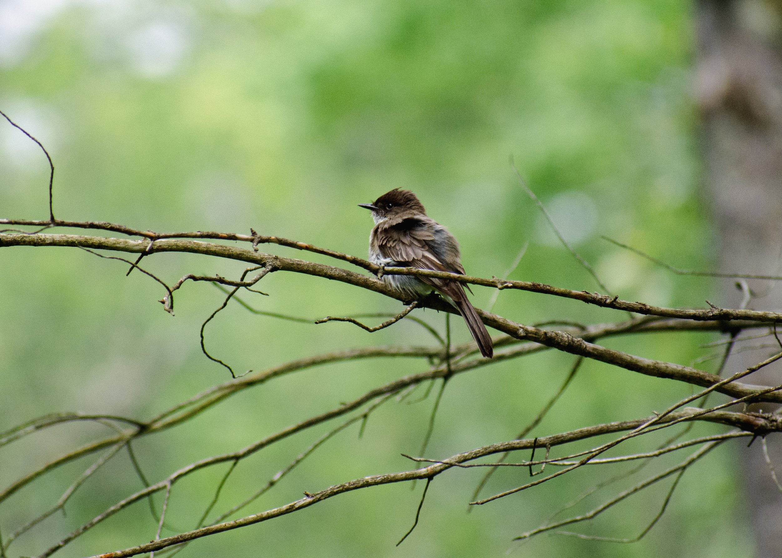 Eastern Phoebe.jpg
