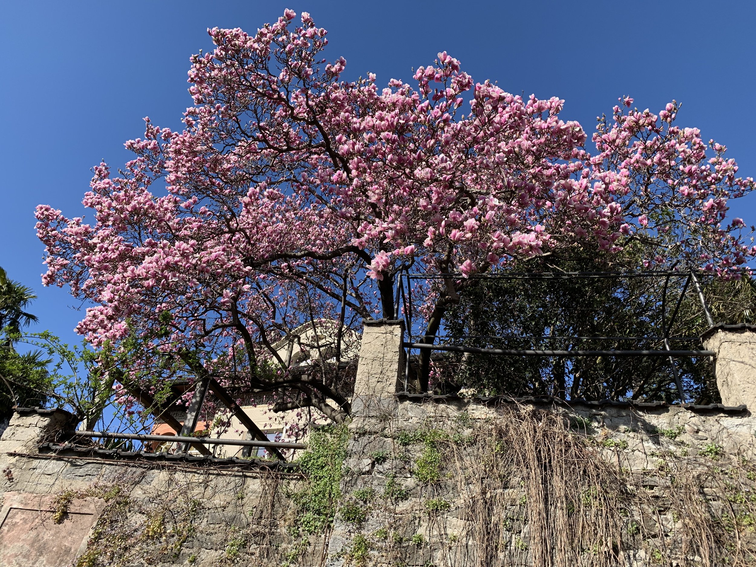 IMG_9813.jpeg