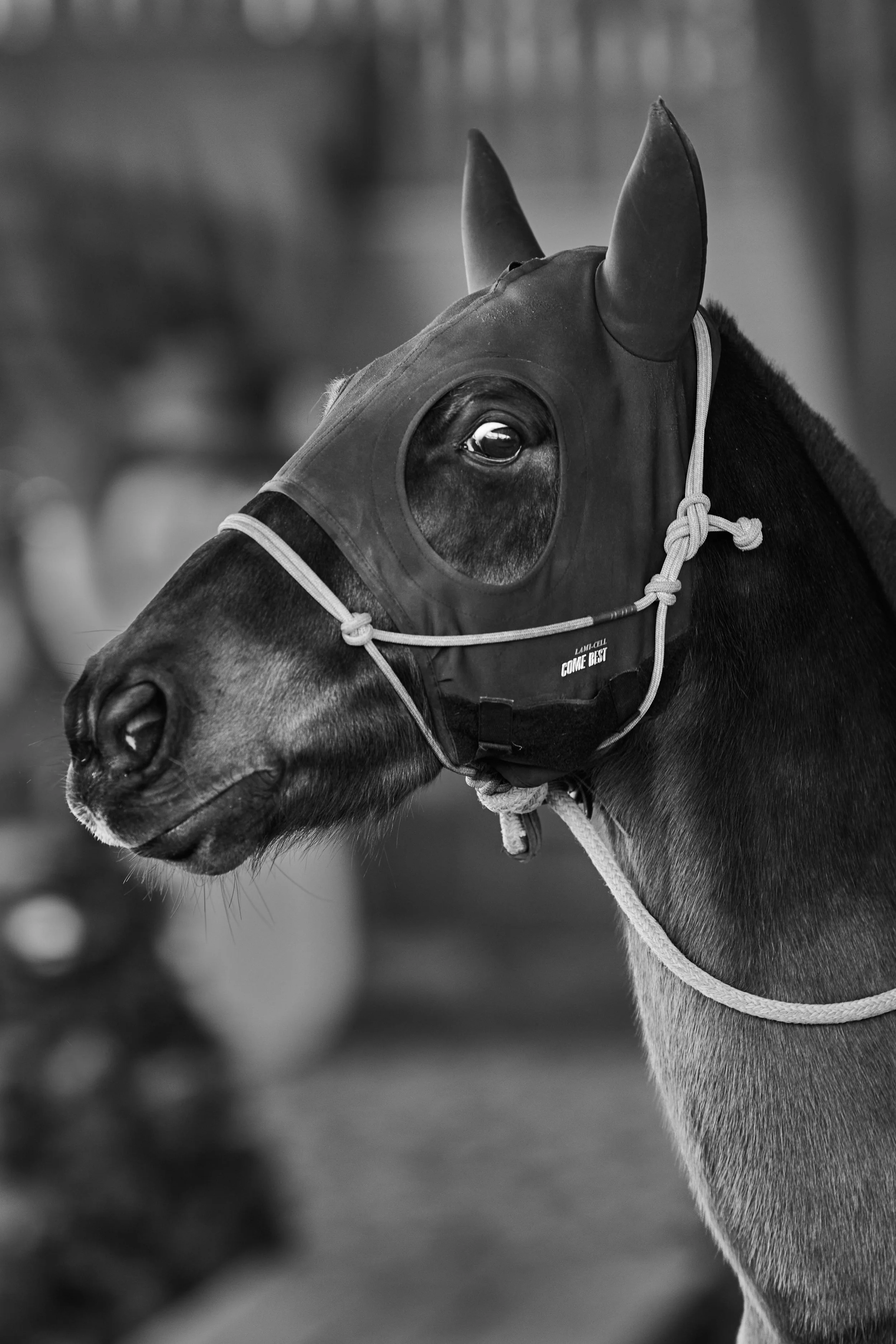 Extreme trail de Noel