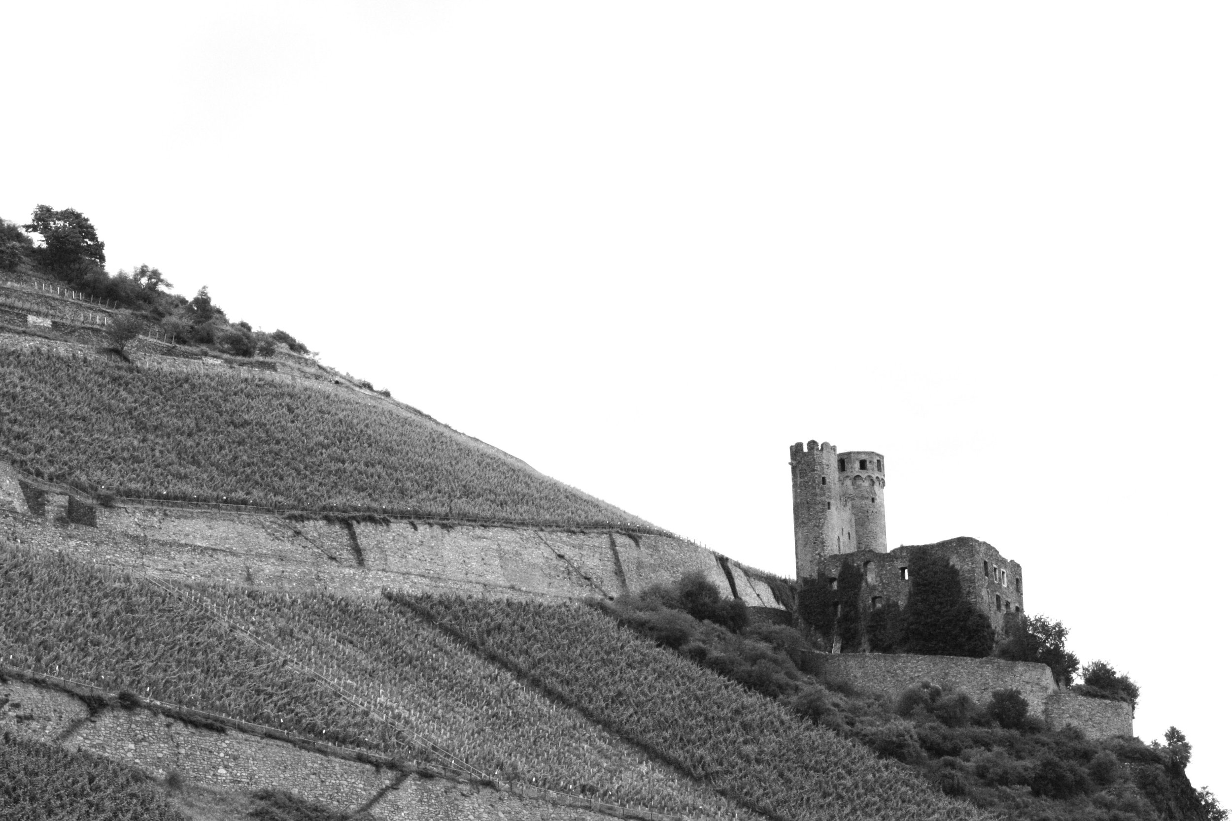 Black and white photo of a hillside vineyard with terraced rows of grapes and Burg Ehrenfels, near Ruedesheim am Rhein, Germany. Photo by Jason Fulk.