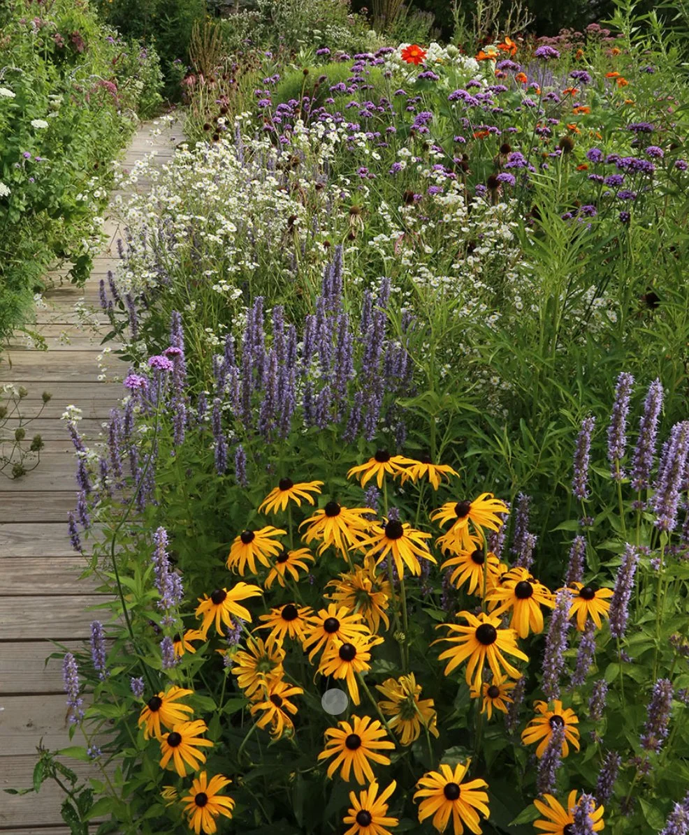 Best pollinator plants to use in your landscape