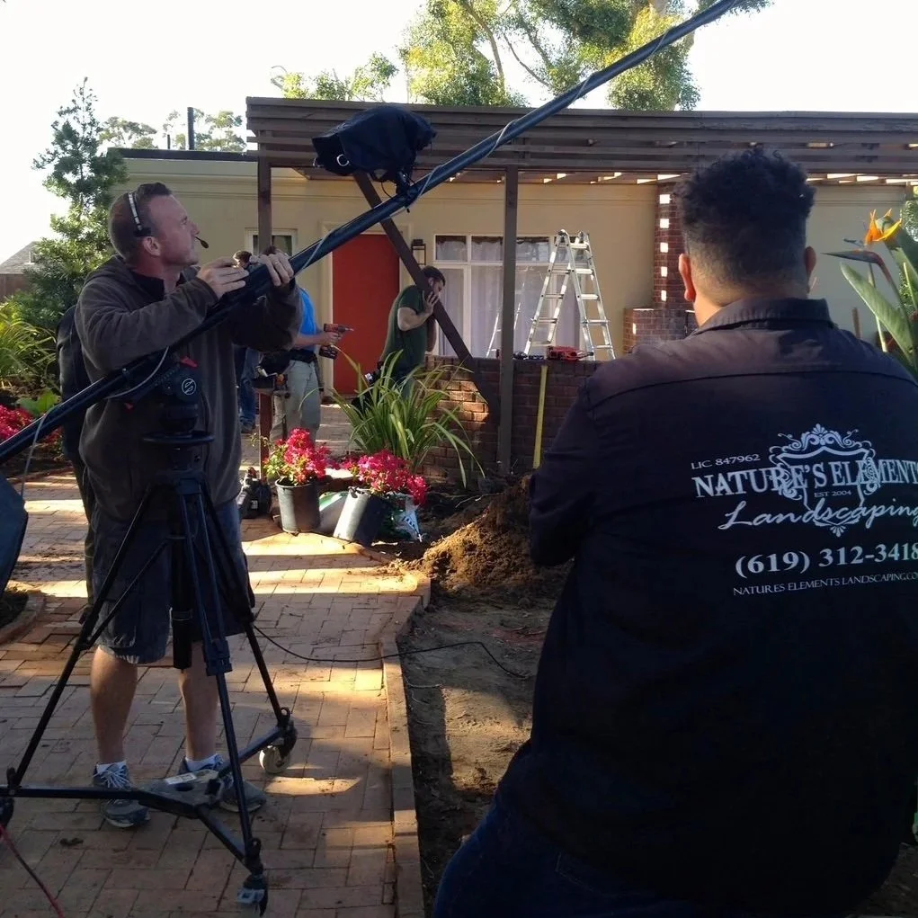 Close-up of purple lavender flowers with green background.