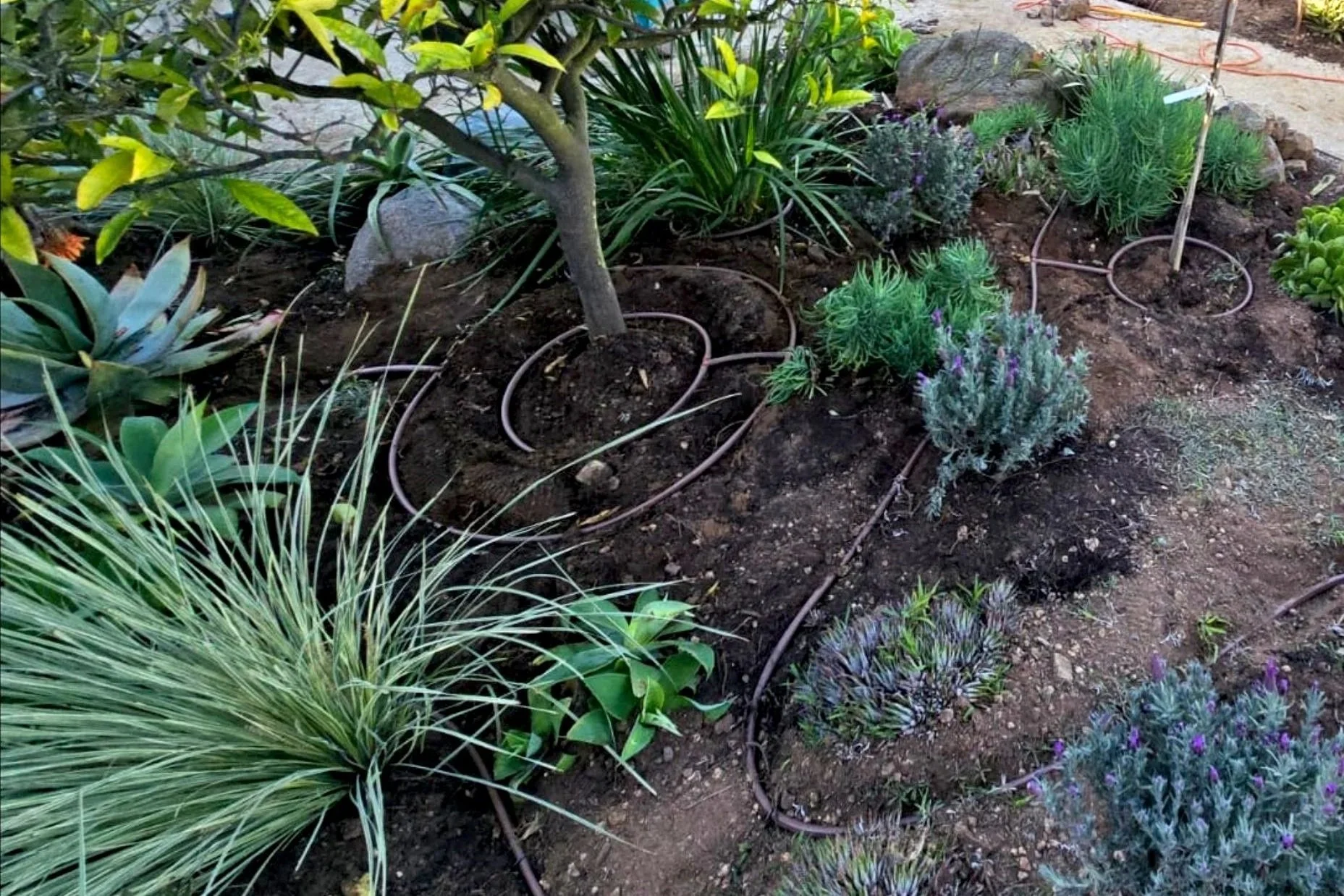 Why Drip Irrigation Outperforms Sprinklers
