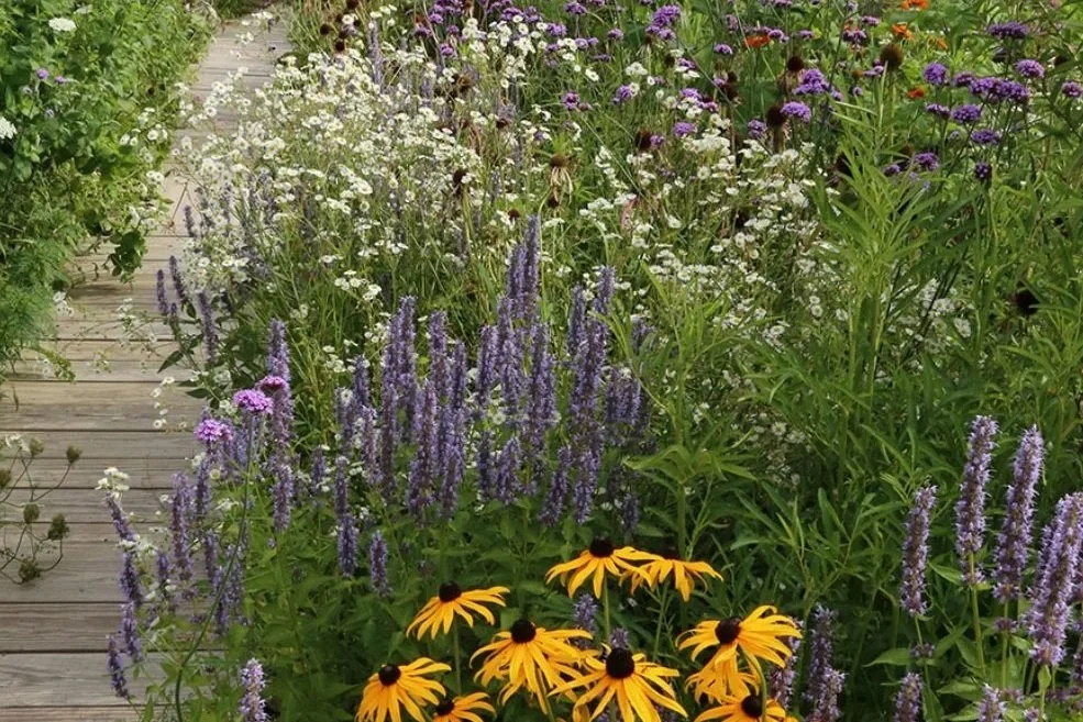 Best pollinator plants to use in your landscape 