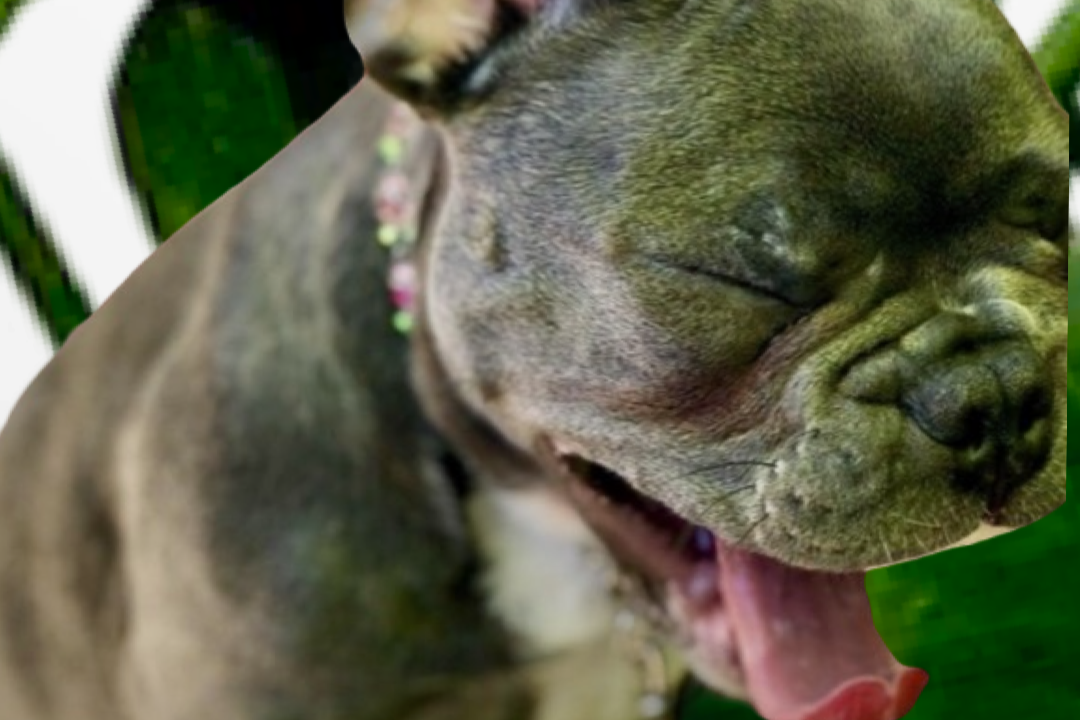 5 Popular Landscape Plants That Are Toxic to Dogs and Cats