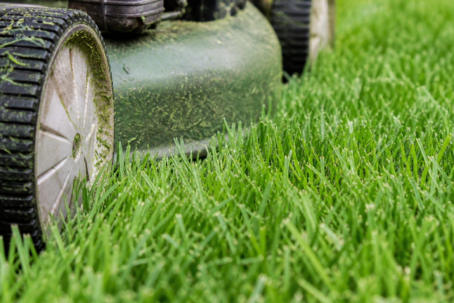 San Diego Lawn Care Guide: Month-by-Month Maintenance for Healthy, Water-Wise Turf.
