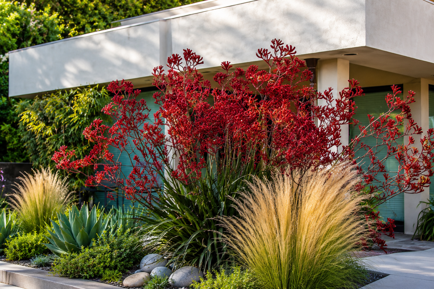 Drought-Tolerant Plants for Front Yards in San Diego