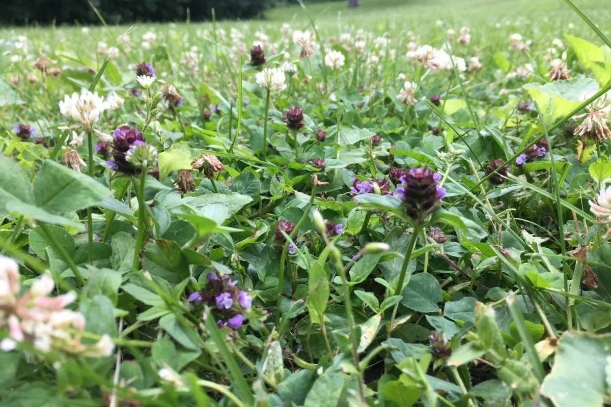 What Homeowners Need to Know Before Installing a New Lawn</span>