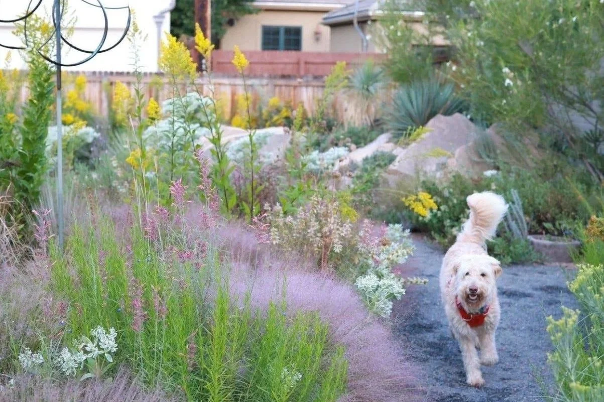 Best Pet Friendly and Drought TOLERANT plants to Landscape with in San Diego