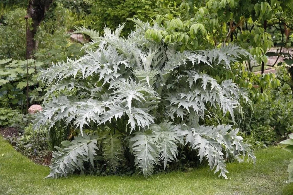 Why Artichokes Are Replacing Ornamental Grasses in San Diego Landscape Design