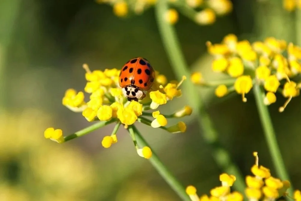 Organic Vs Chemical Pest Control for your landscape need in San Diego