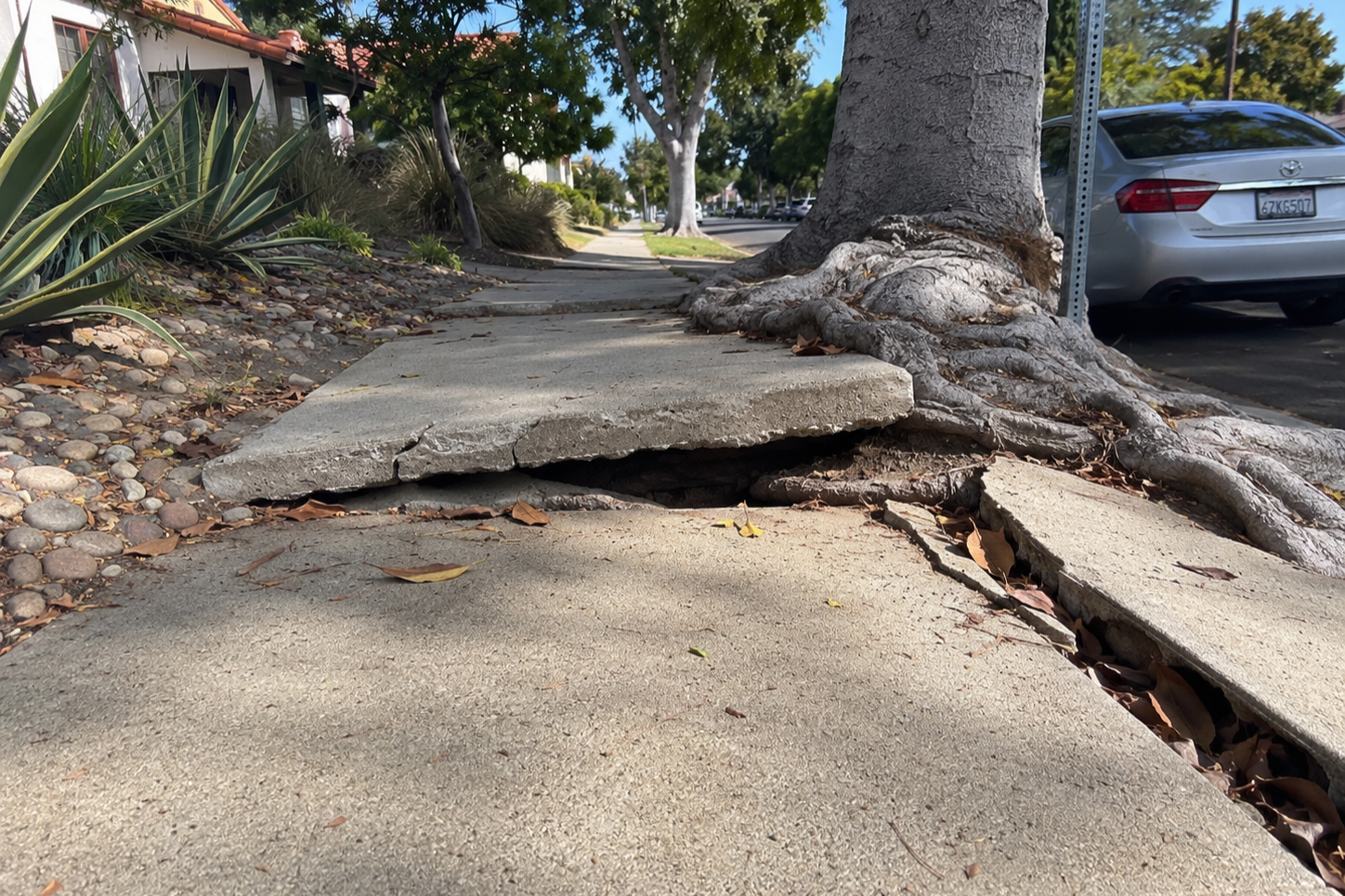 Tree Roots VS. Patios, Walkways &amp; Driveways: How To Design Around Mature Trees