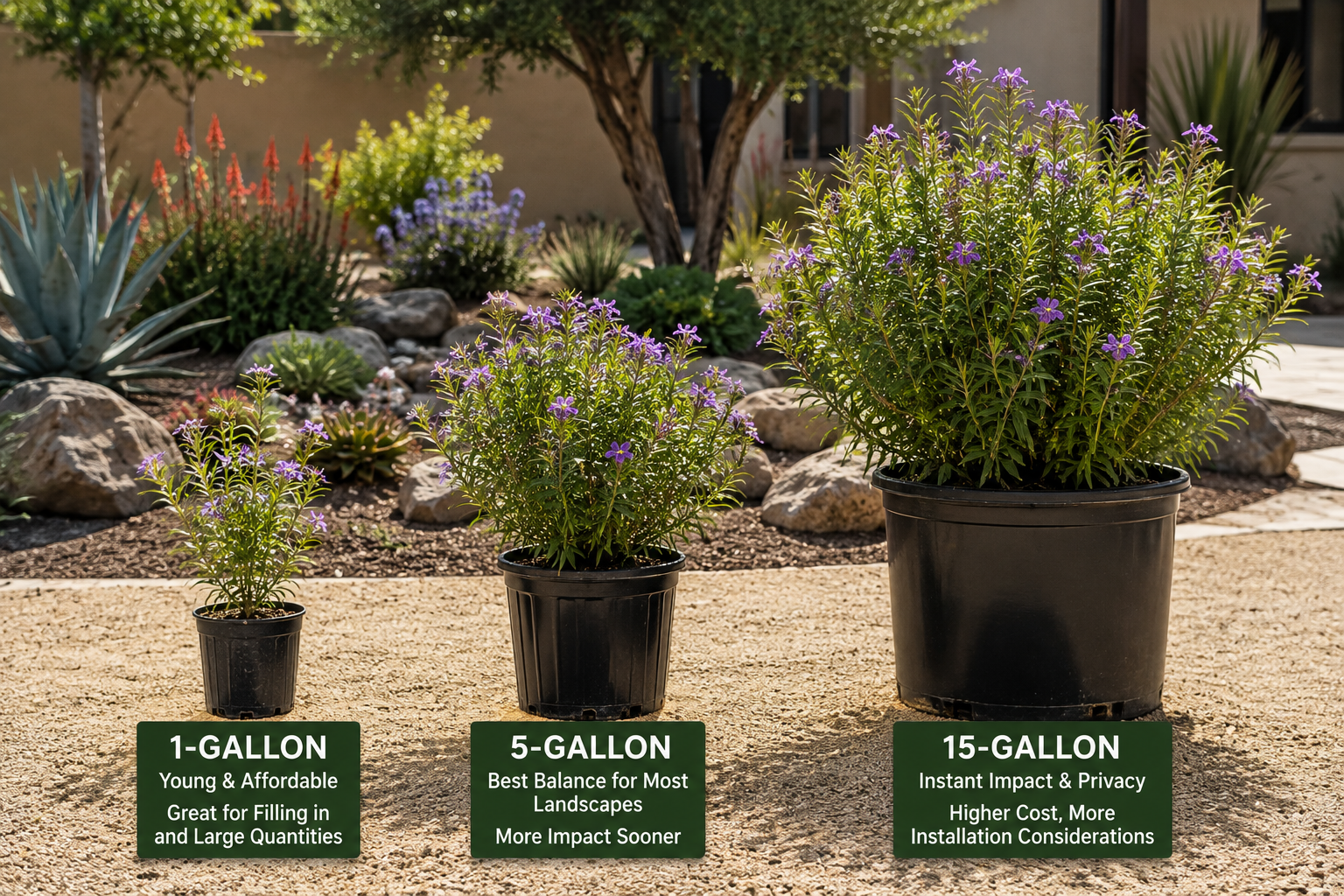1-Gallon vs. 5-Gallon vs. 15-Gallon Plants: What Size Is Best for Your San Diego Landscape?