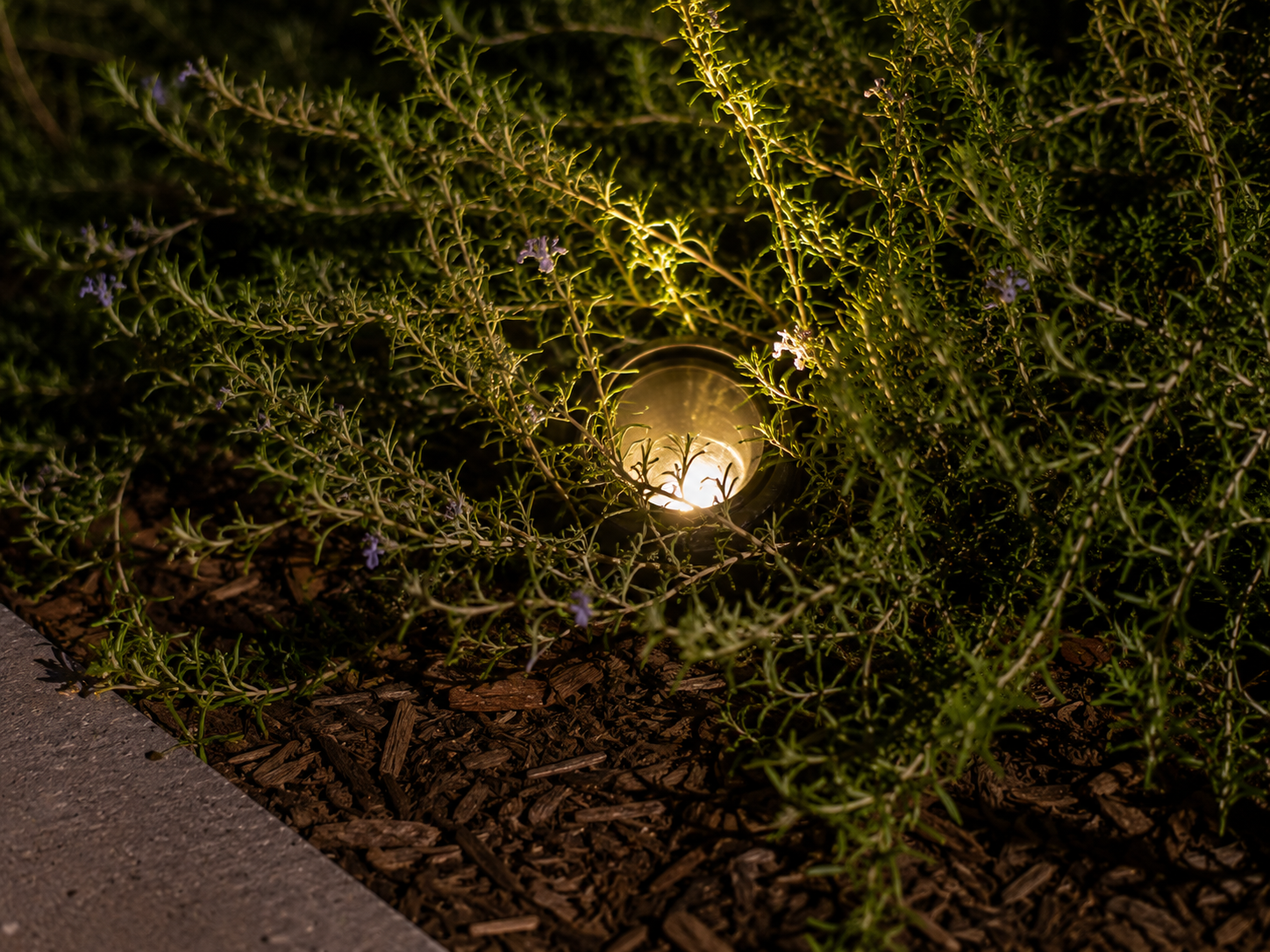 Garden pathway at night with ground light illuminating surrounding low green plants and mulch.