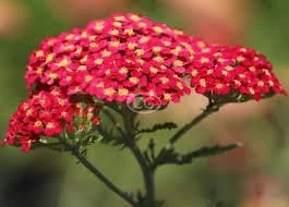 Pink cluster of small flowers on green stems and leaves