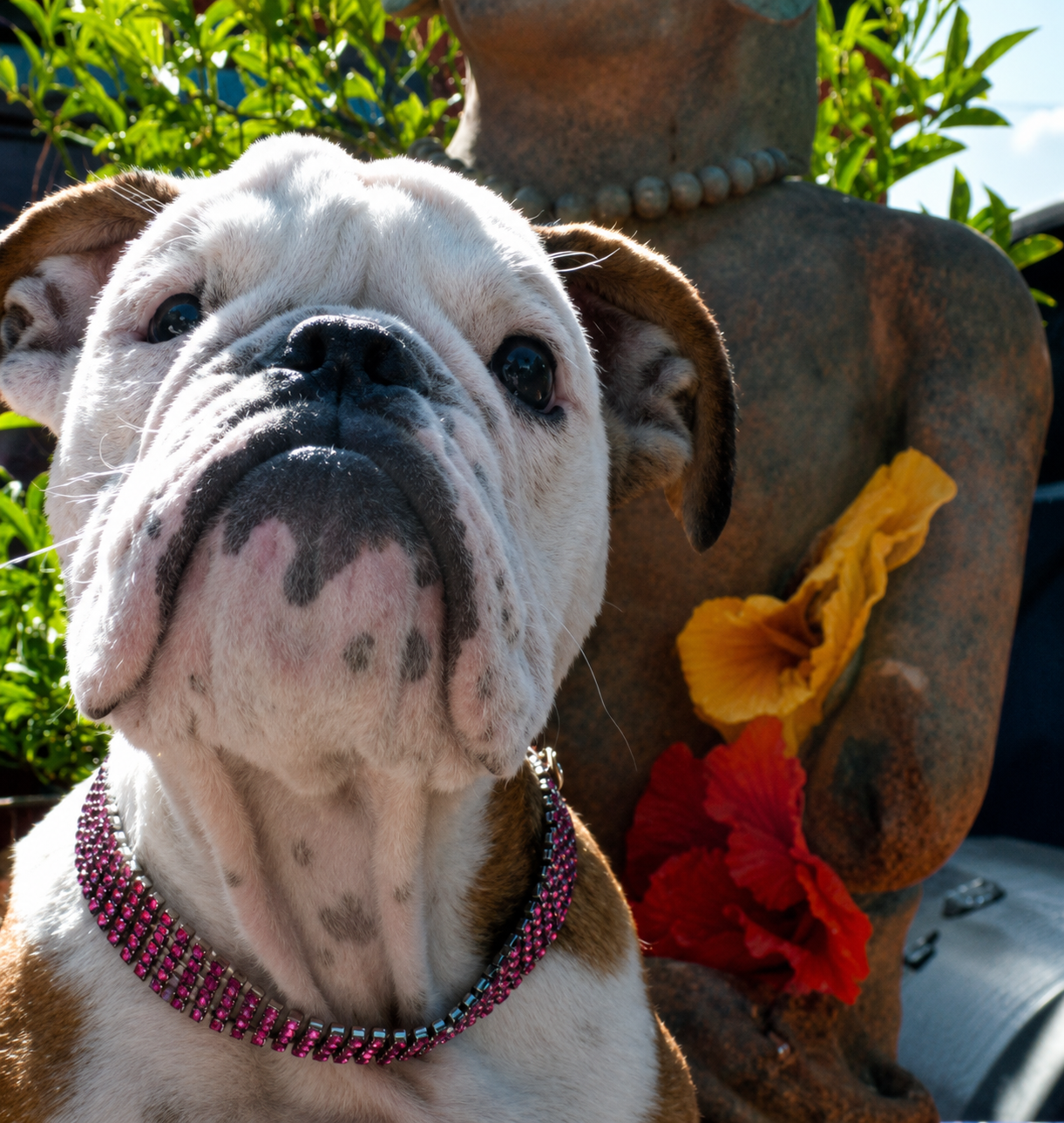 English bulldog in landscaped backyard (if this isn't part of your business, consider leaving blank if decorative)