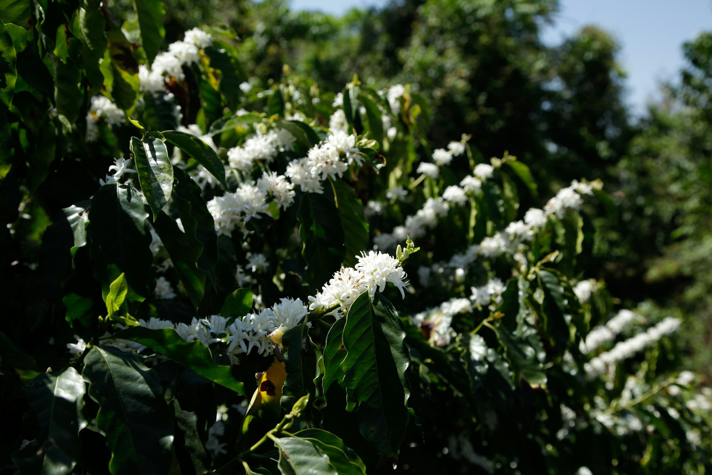 White flowering plant with dark green leaves outdoors under sunlight.
