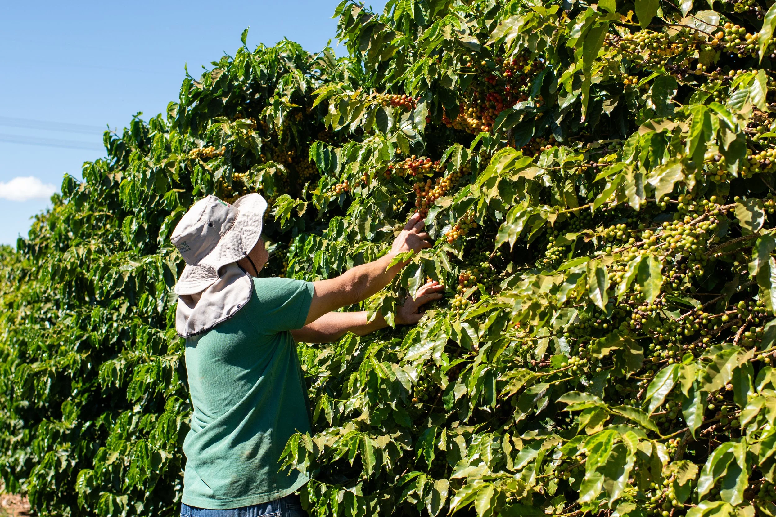 A person harvesting coffee cherries from a large coffee plant in a field during daytime.