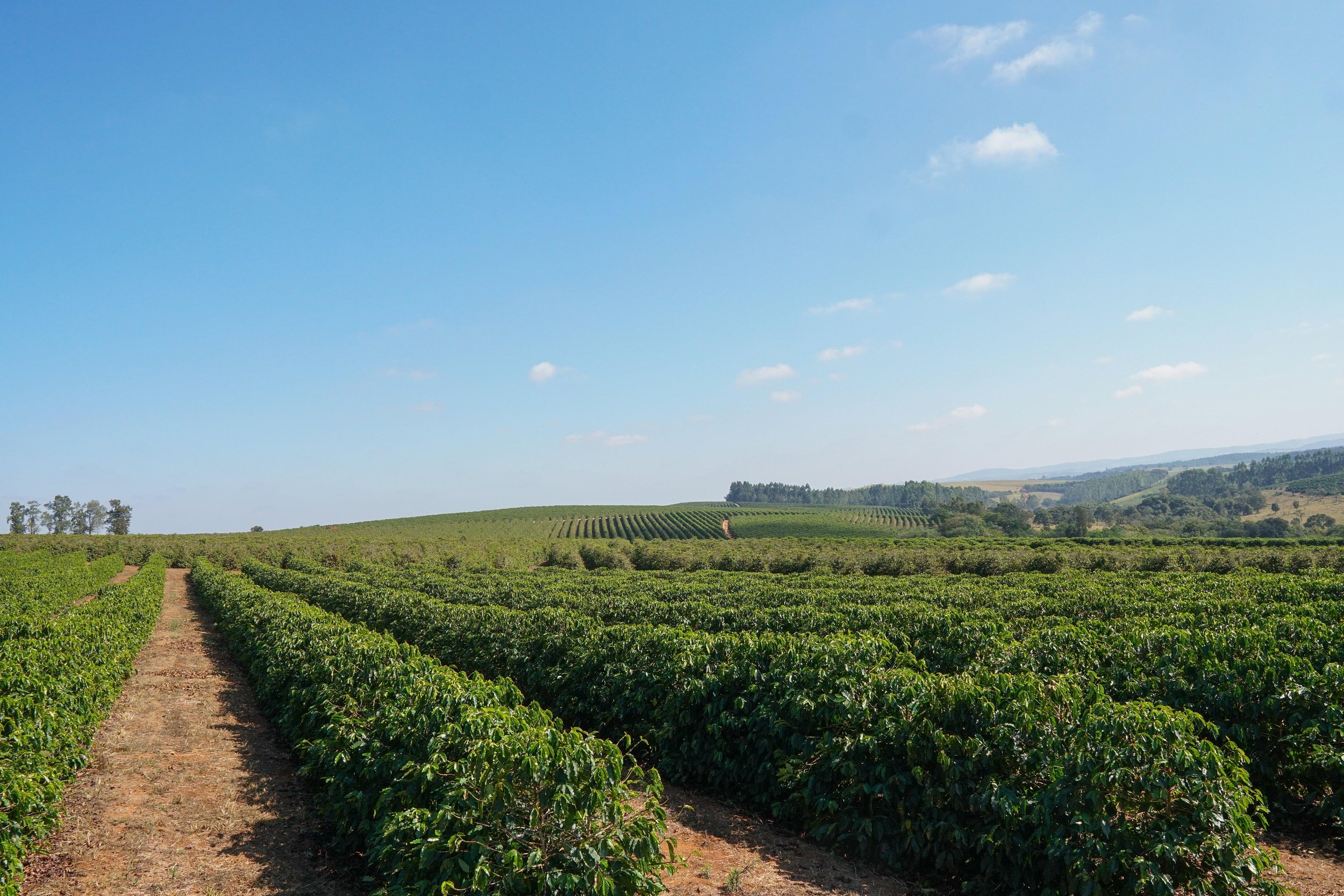A lush green farm with rows of crops under a partly cloudy blue sky, with distant hills in the background.