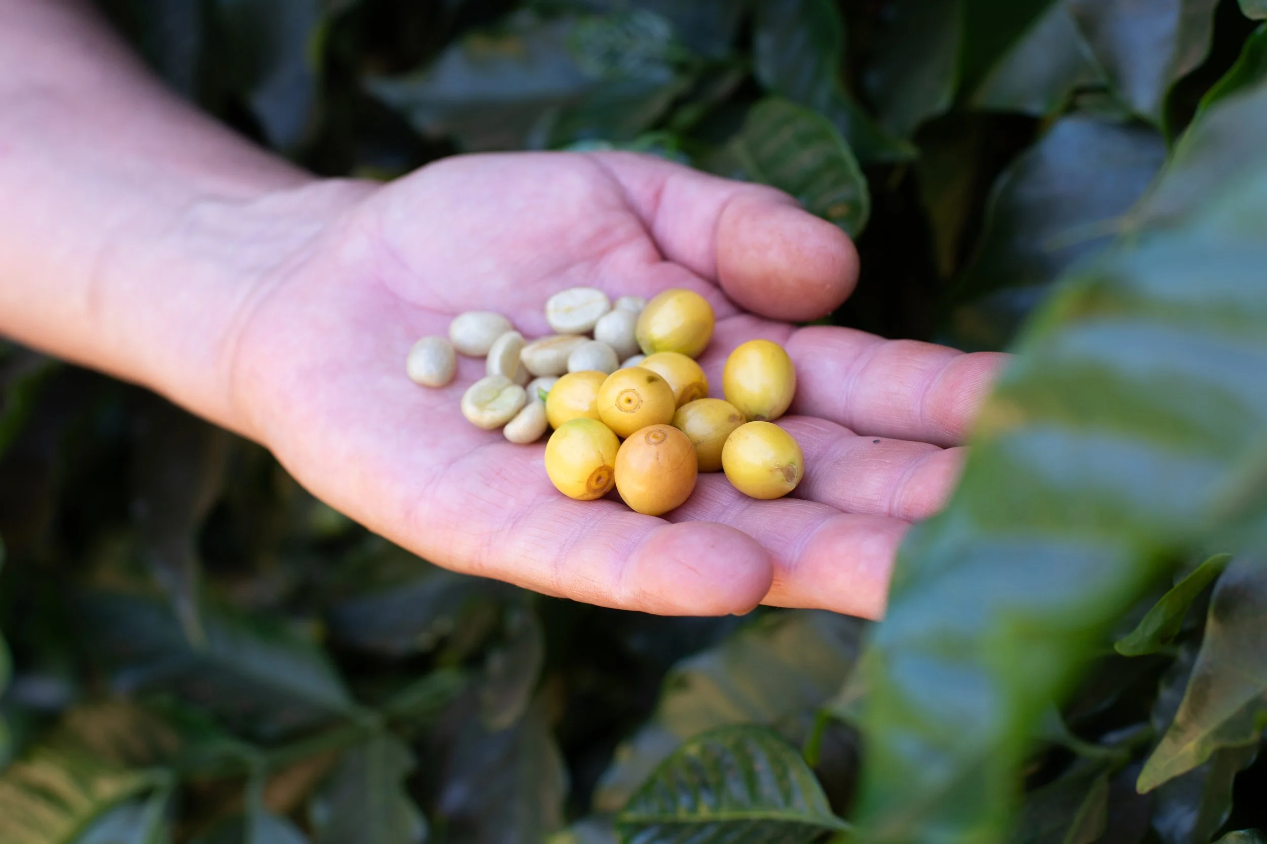 A person's hand holding yellow and white coffee cherries, with green coffee plant leaves in the background.