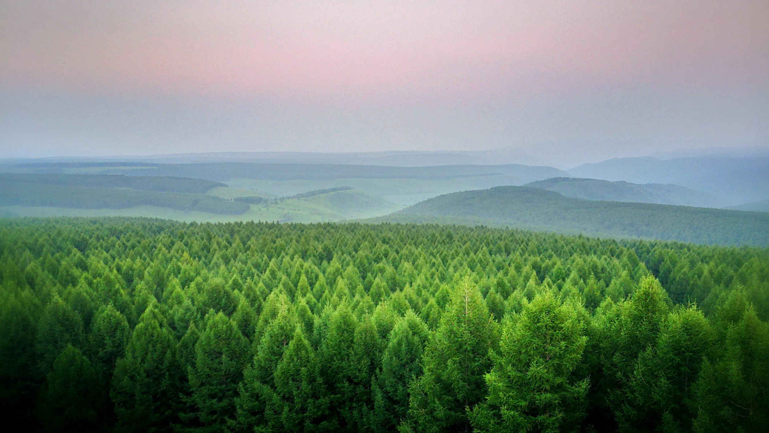 A lush green forest with rolling hills and distant mountains under a pinkish sky.