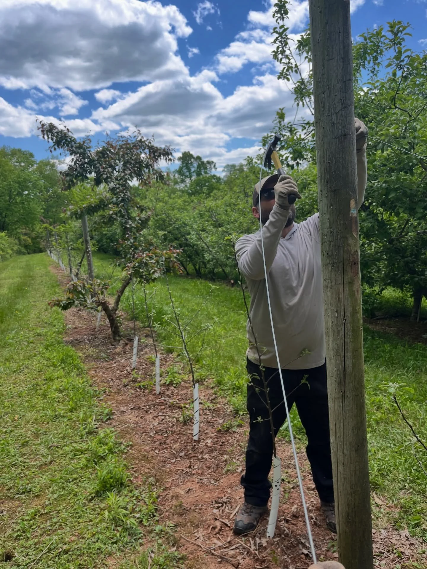 We&rsquo;ve been really leaning into the orchard side of our orchard-based cider lately. 🍎🌳

With last year&rsquo;s harvest kegged and waiting for you, our focus has shifted to the next generation of trees. It&rsquo;s always surprising how many tim