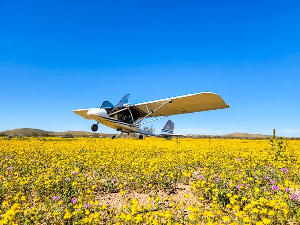 Small airplane on a grassy field covered with yellow flowers under a clear blue sky.