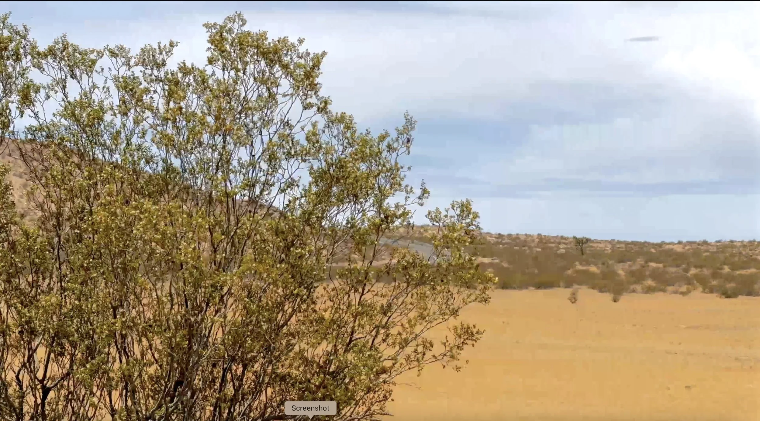 Desert landscape with a bush in the foreground, sandy terrain, sparse vegetation, hills in the distance, and a cloudy sky.