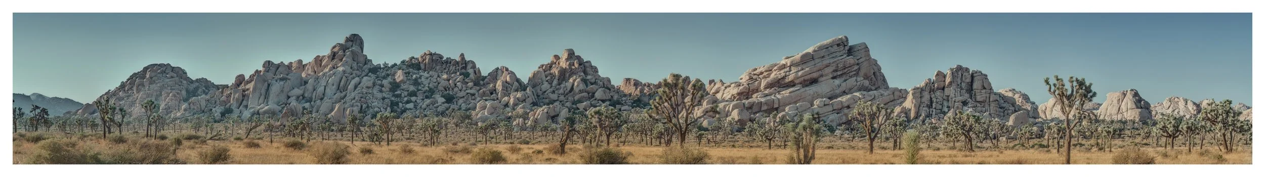 joshua-tree-rock-garden-panoramic-print.jpg