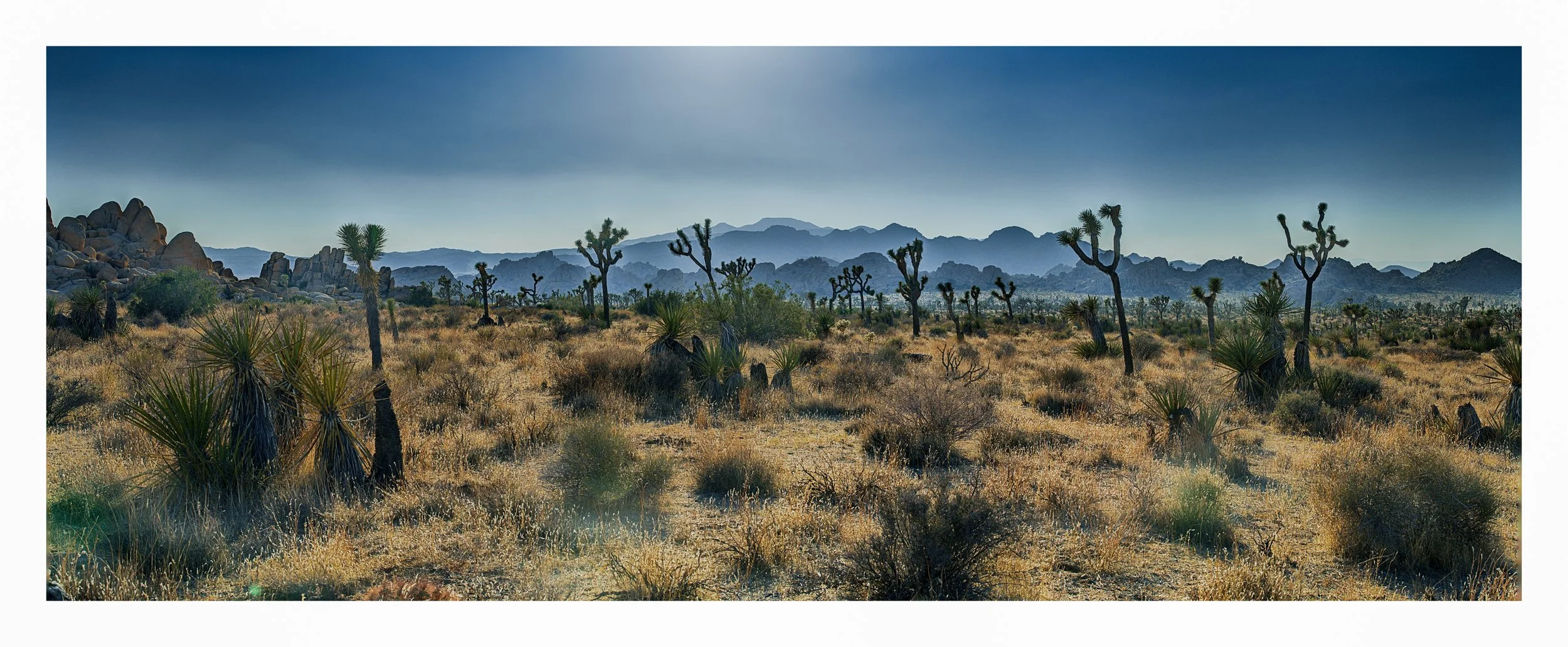 joshua-tree-silhouettes-sunset-panoramic-print.jpg