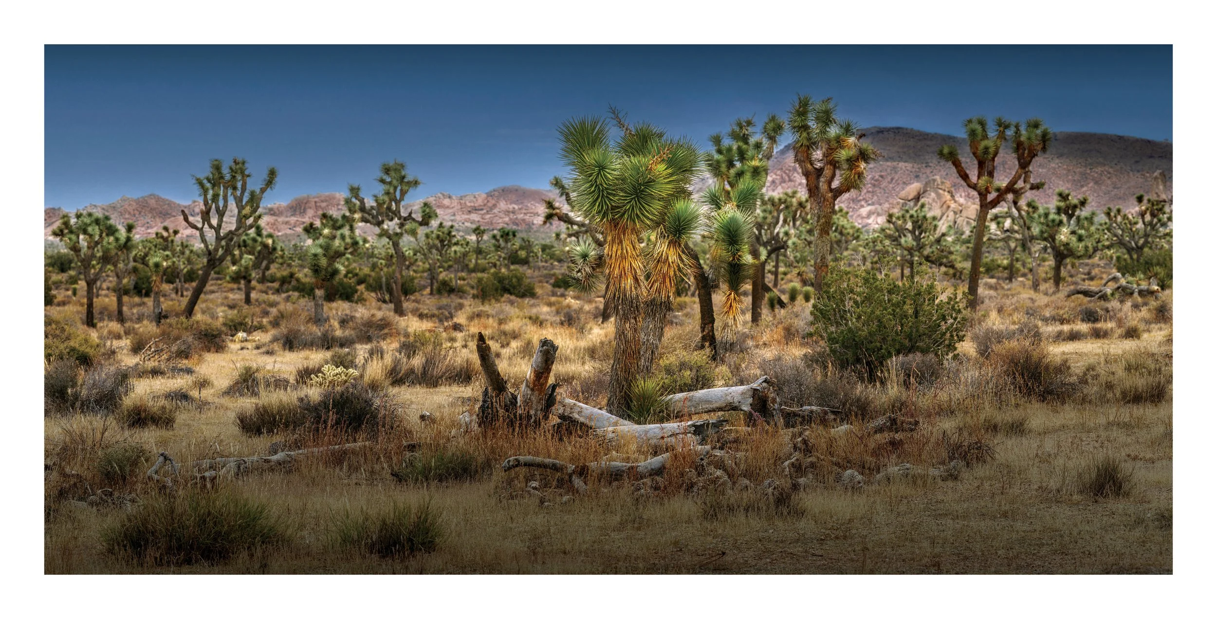 joshua-tree-landscape-panoramic-print.jpg
