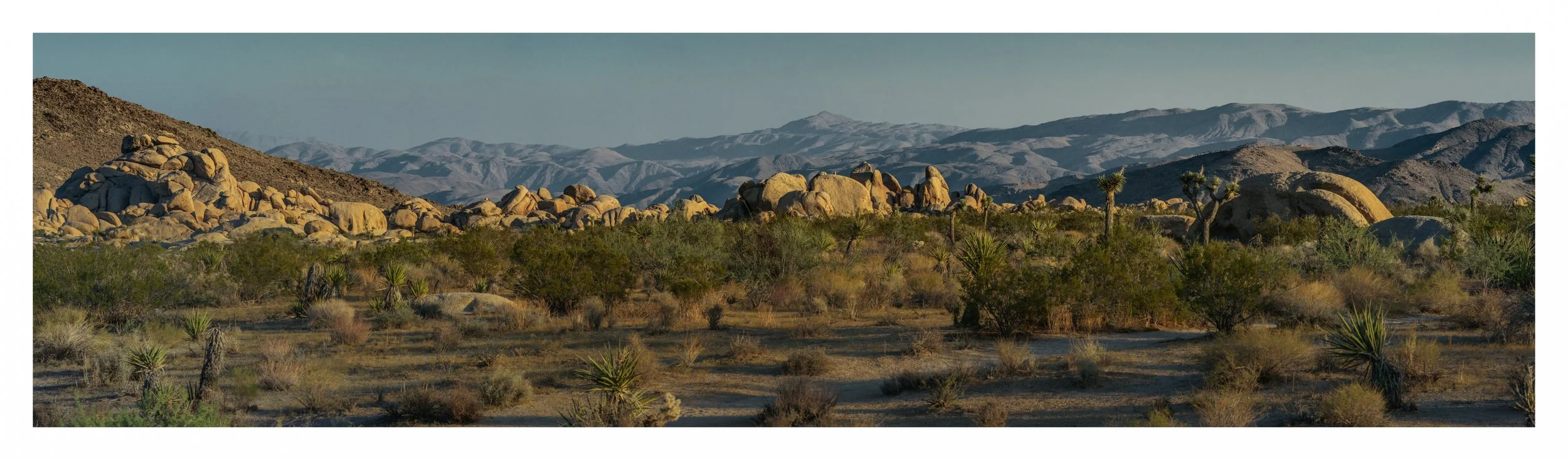 joshua-tree-twilight-panoramic-print.jpg