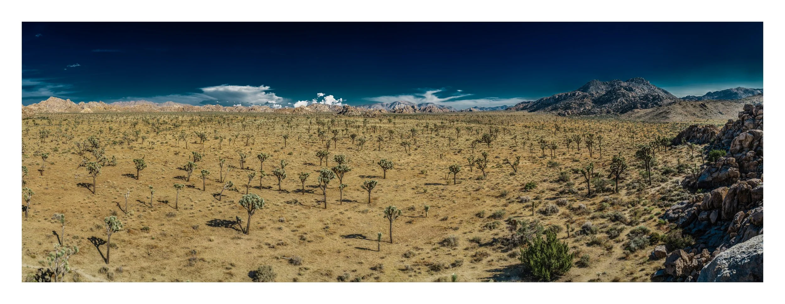 joshua-tree-desert-floor-panoramic-print.jpg