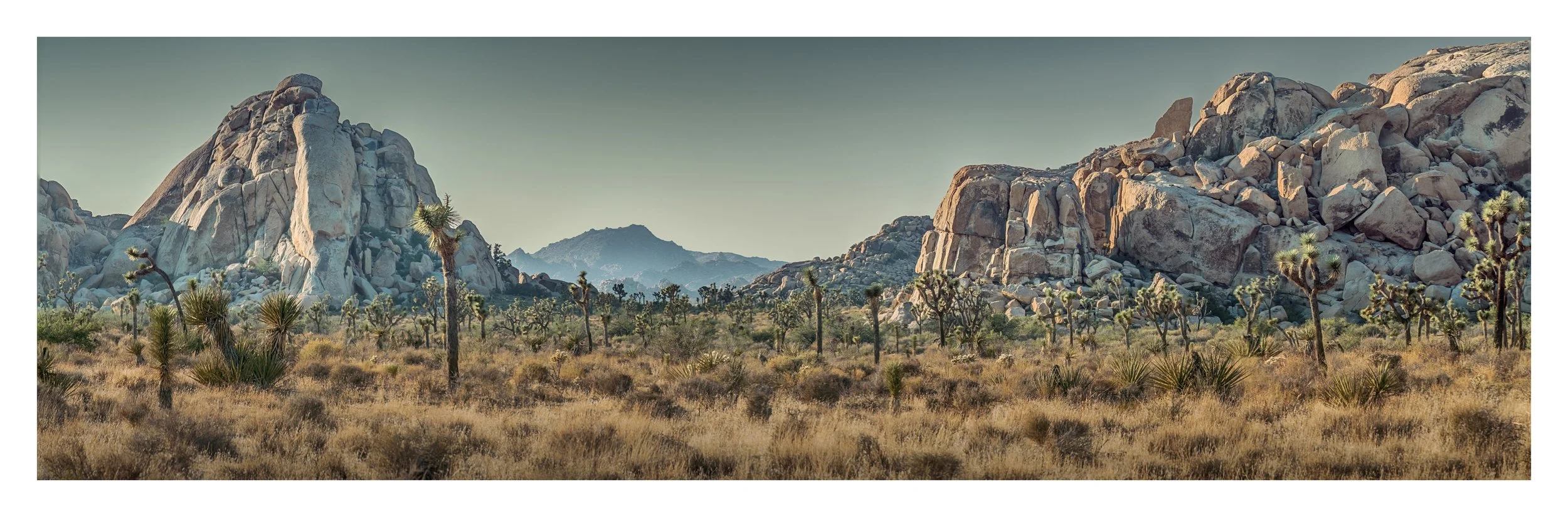 joshua-tree-rocks-sunset-panoramic-print.jpg