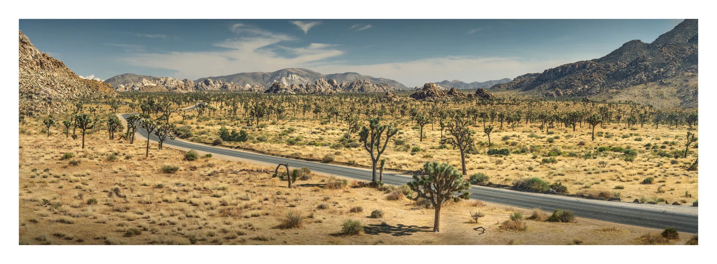 joshua-tree-ryan-trail-panoramic-print.jpg
