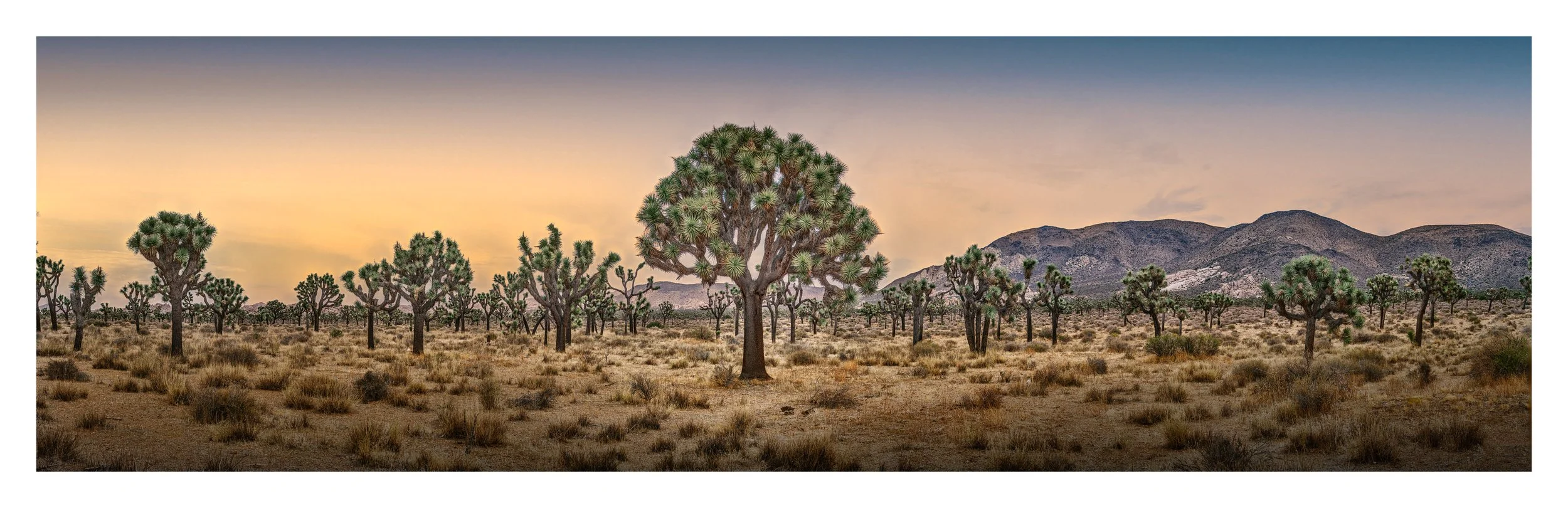 ryan-mountain-vista-joshua-tree-panoramic-print.jpg