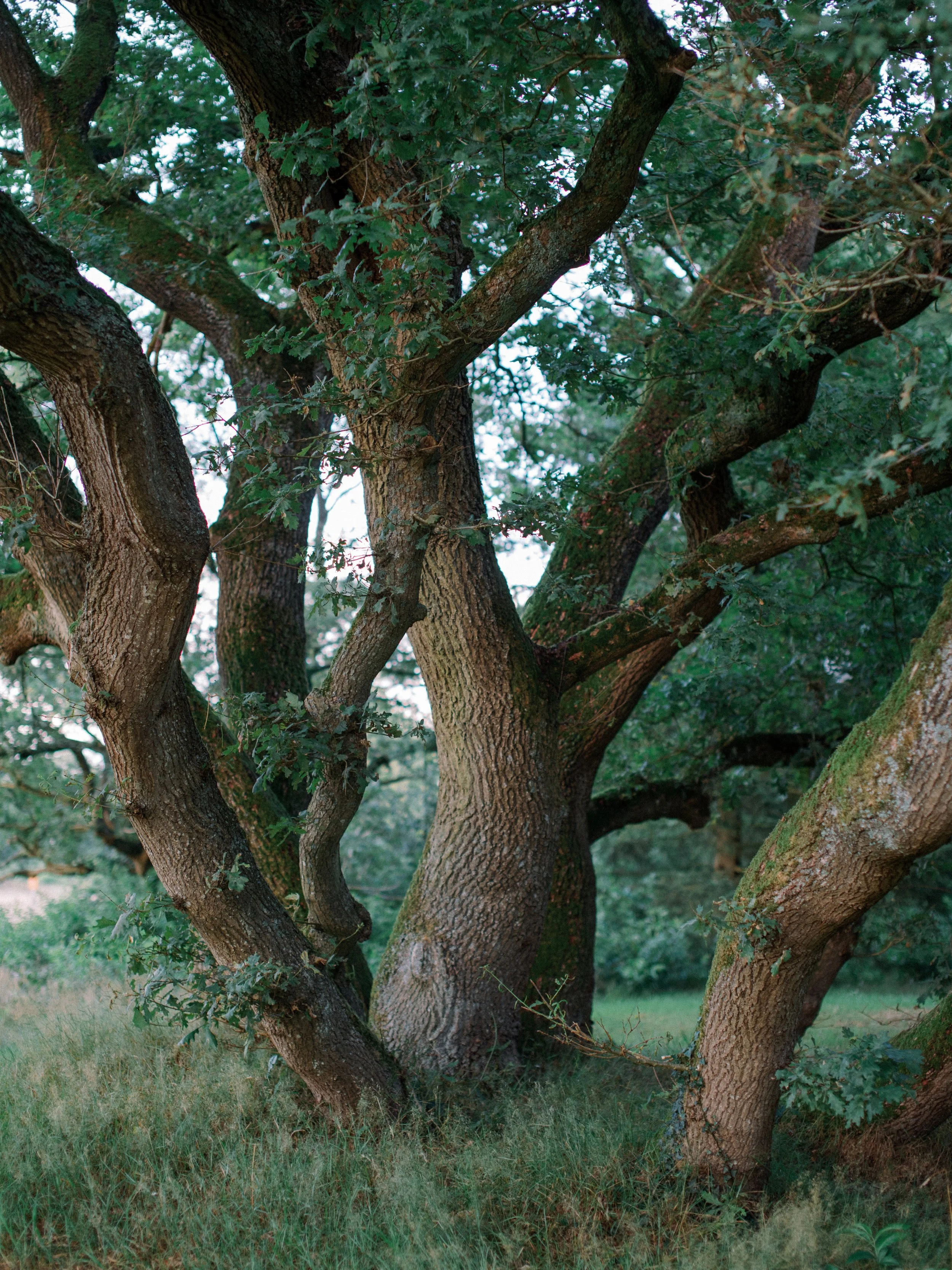 Dichtbegroeid bos met meerdere oude bomen, groene bladeren en gras op de bosbodem