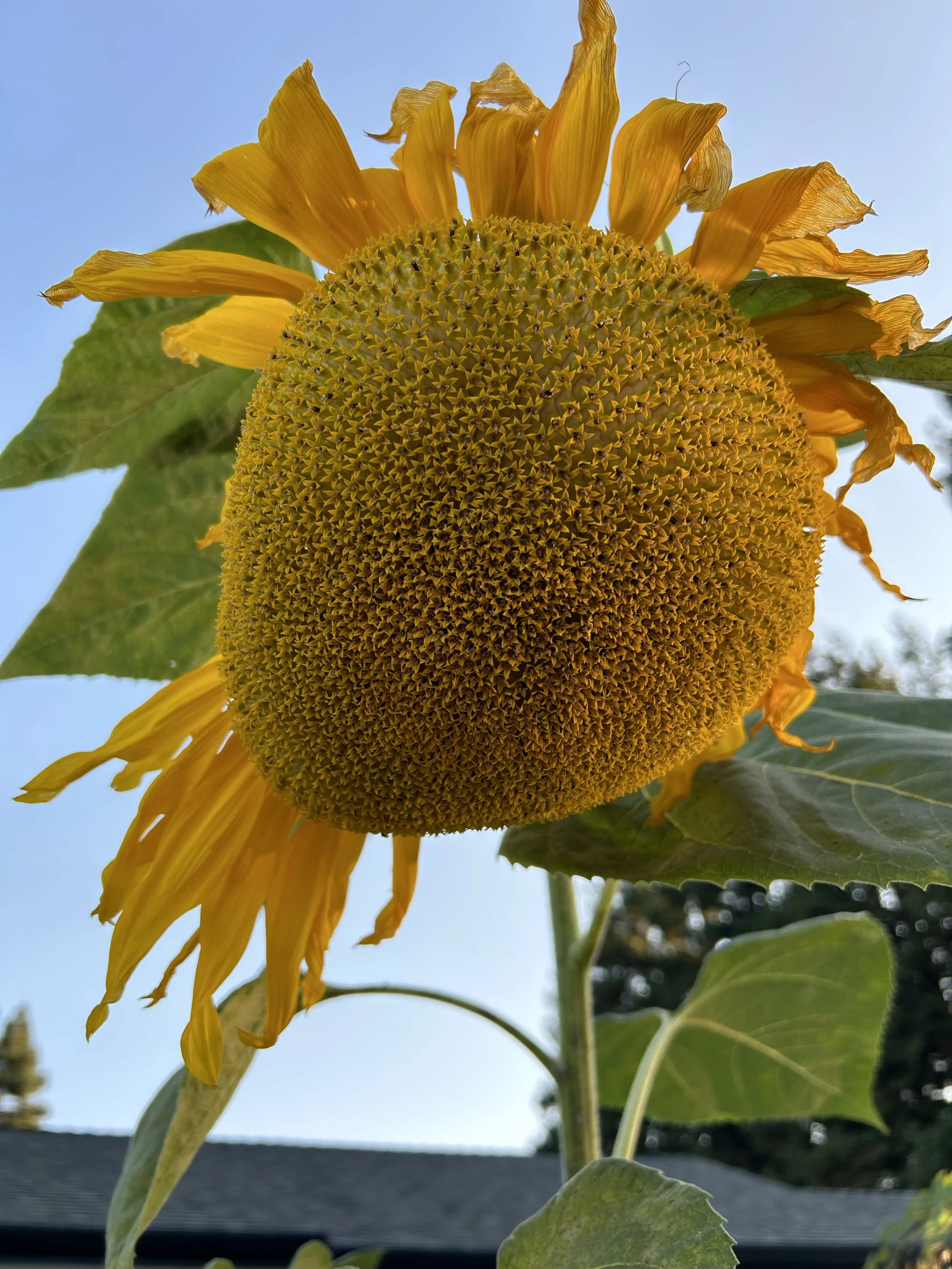 Close-up of a sunflower with yellow petals and a large, round yellow center, against a clear blue sky.