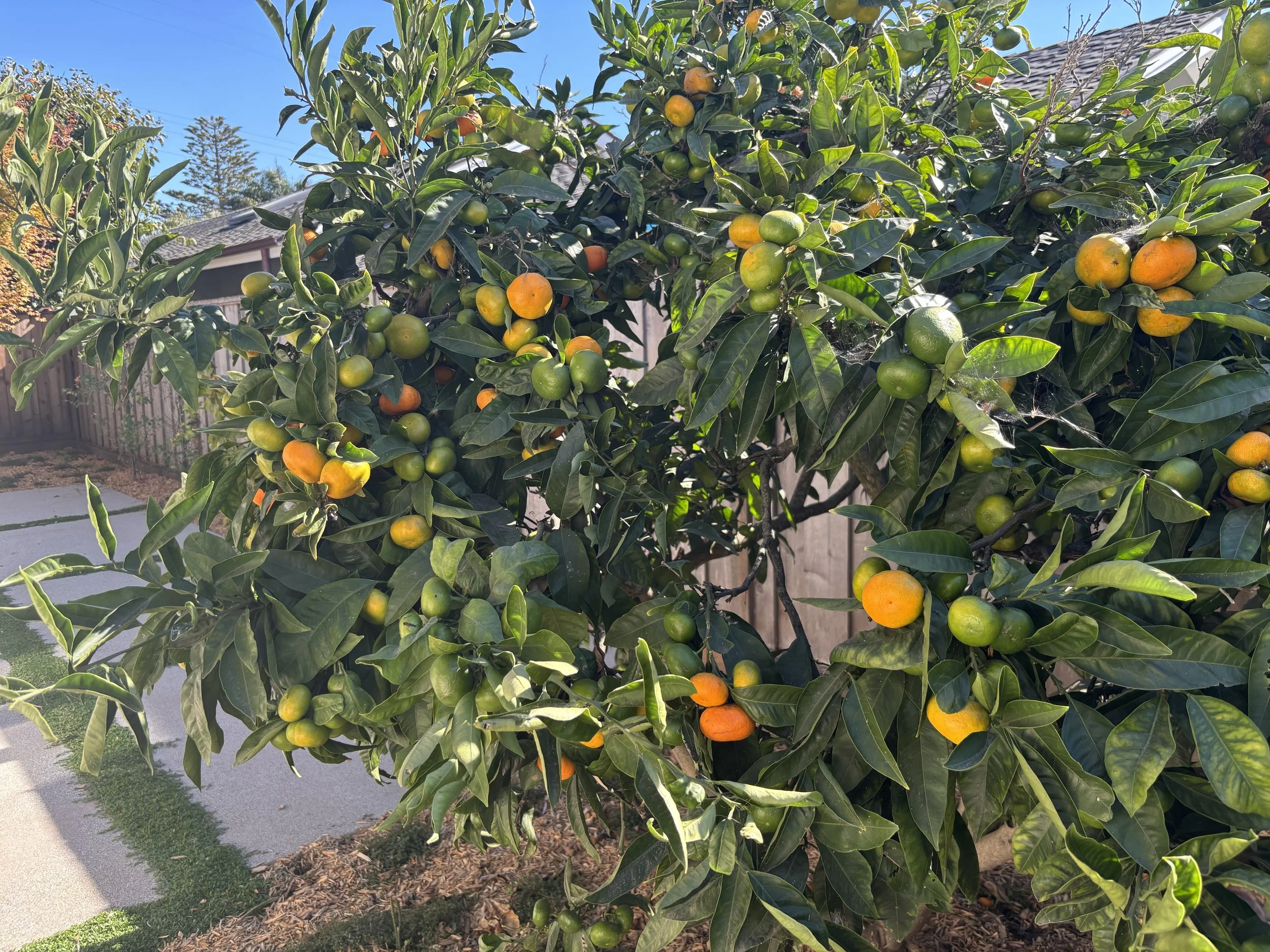 Orange trees with ripening oranges in a backyard with a wooden fence, a house, and a sidewalk.
