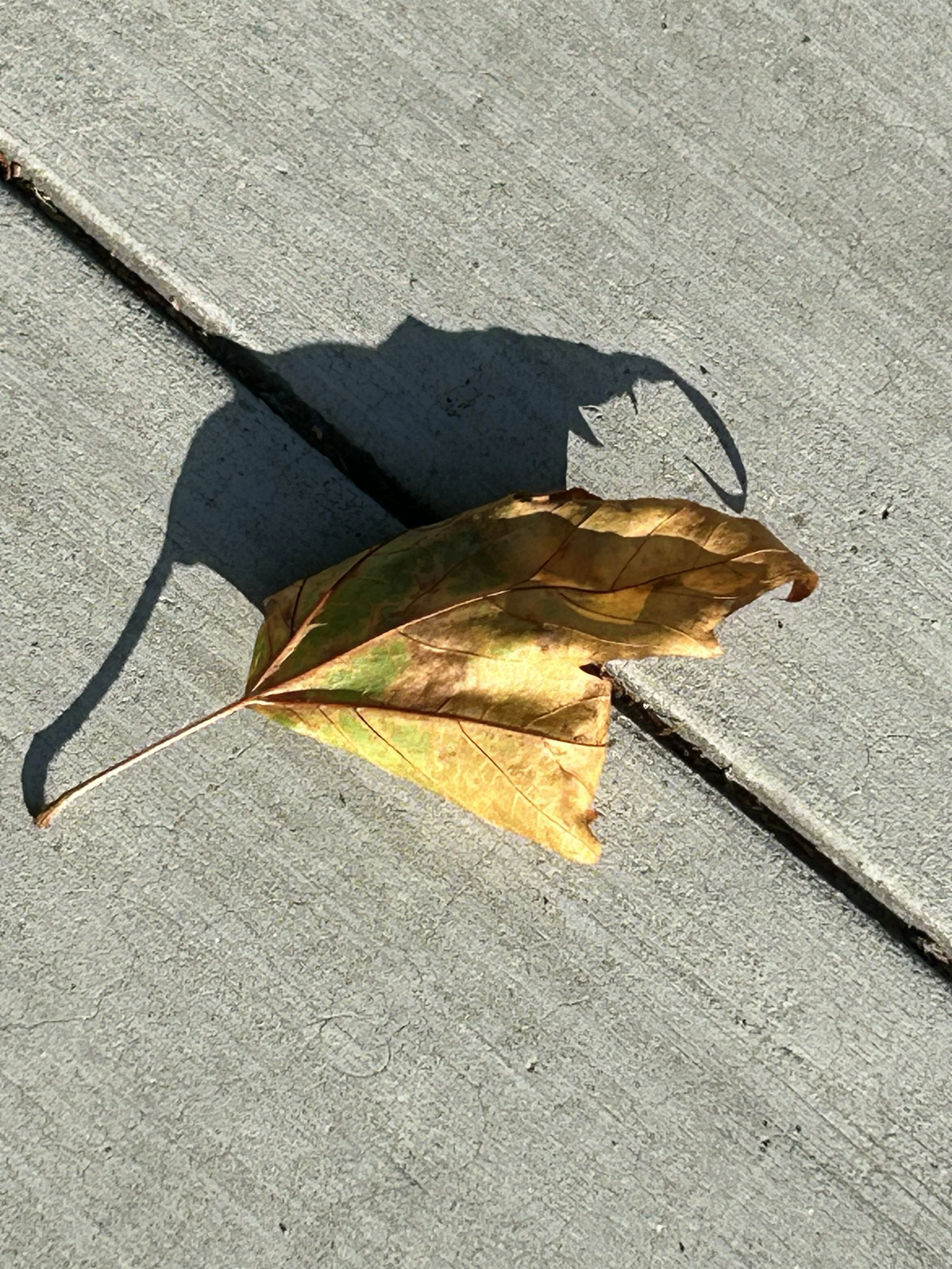 Dry, fallen leaf on a concrete sidewalk casting a shadow.