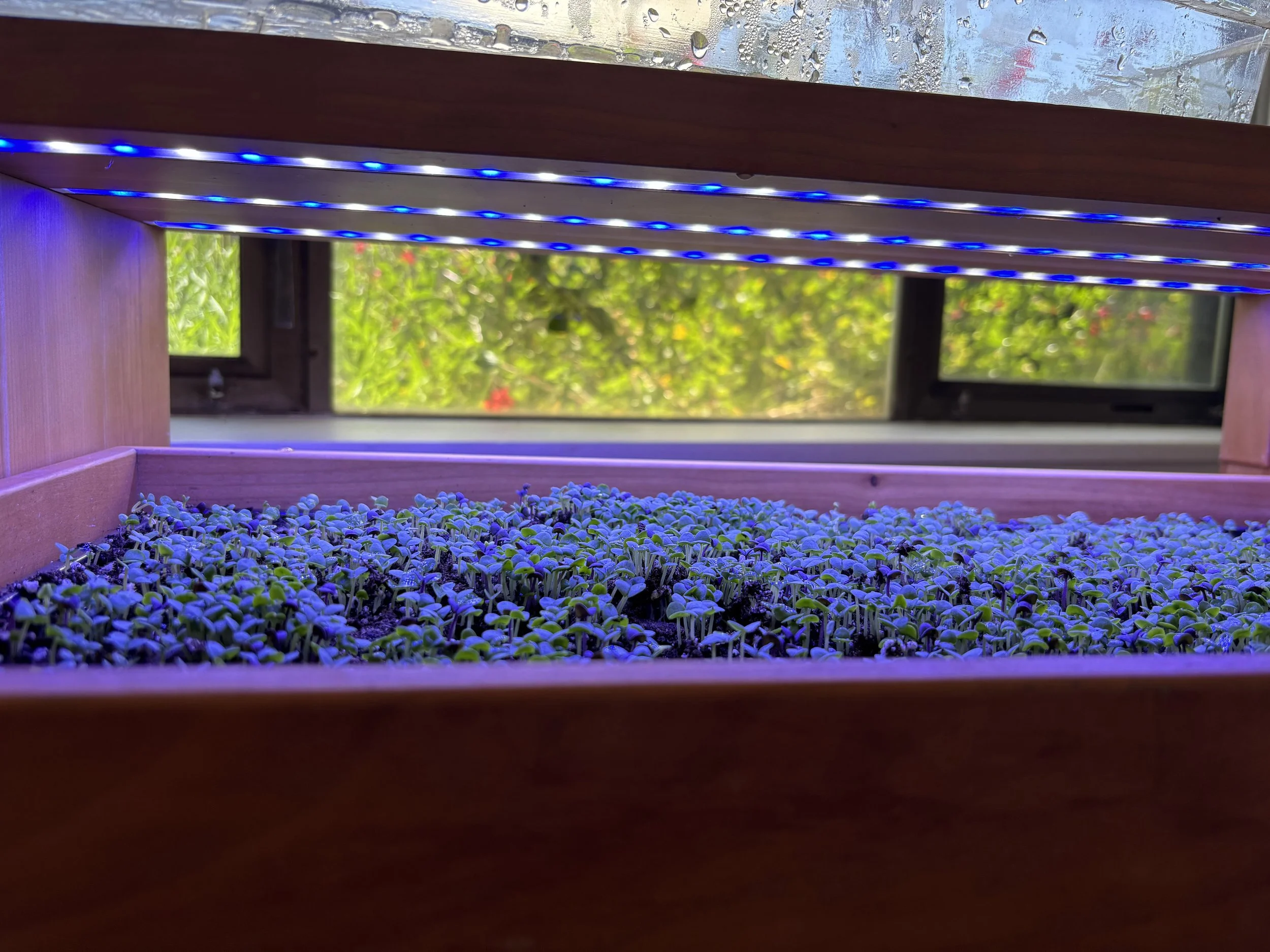 Indoor planter with small green seedlings under blue LED grow lights, with a window showing greenery outside.