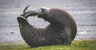 Elephant+seal.jpeg
