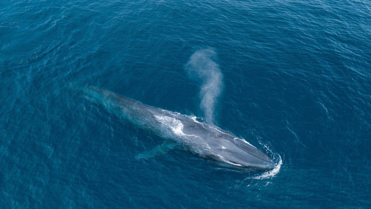 Blue+Whale.jpeg